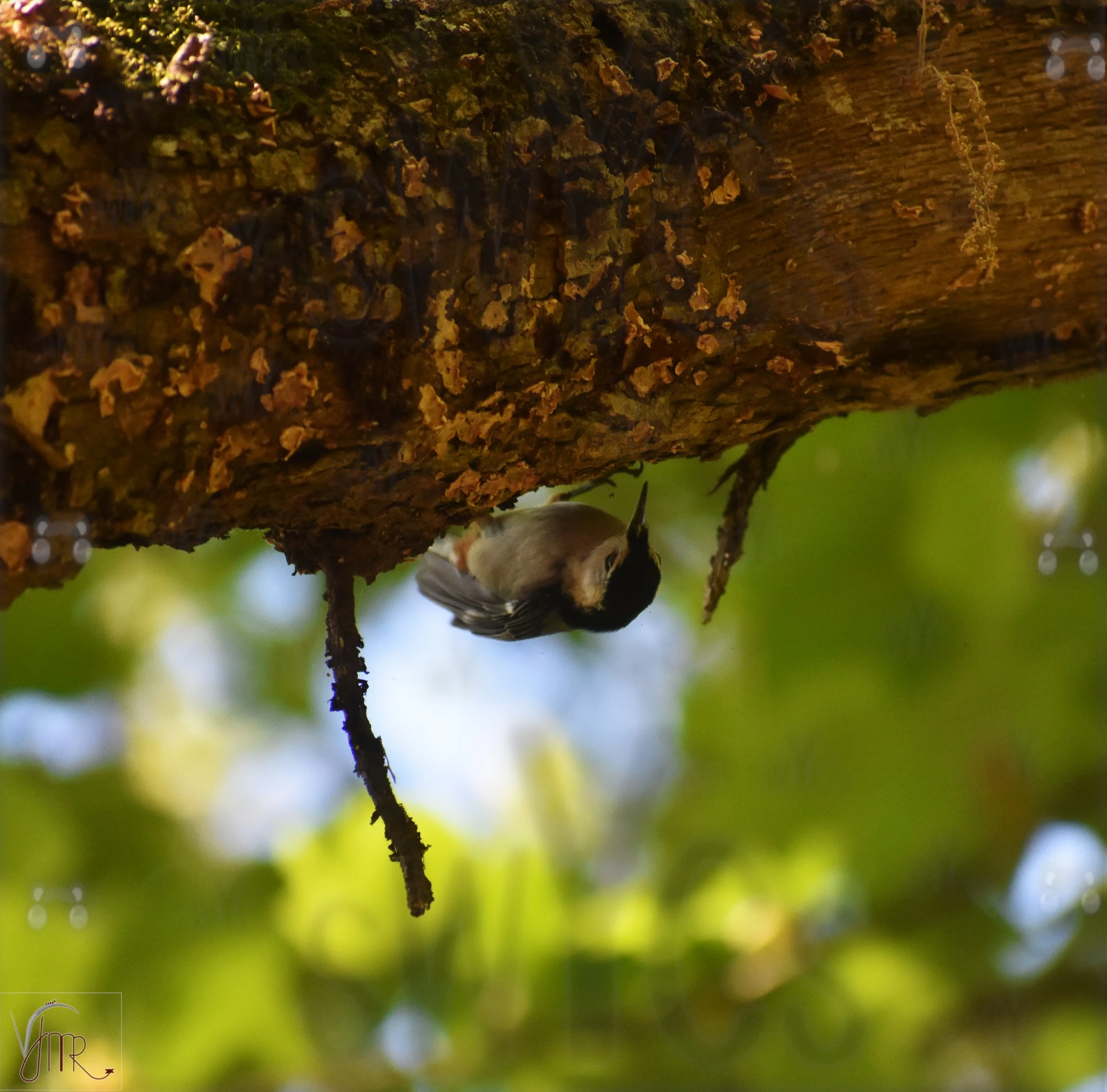 Nuthatch 3 with watermark.JPG