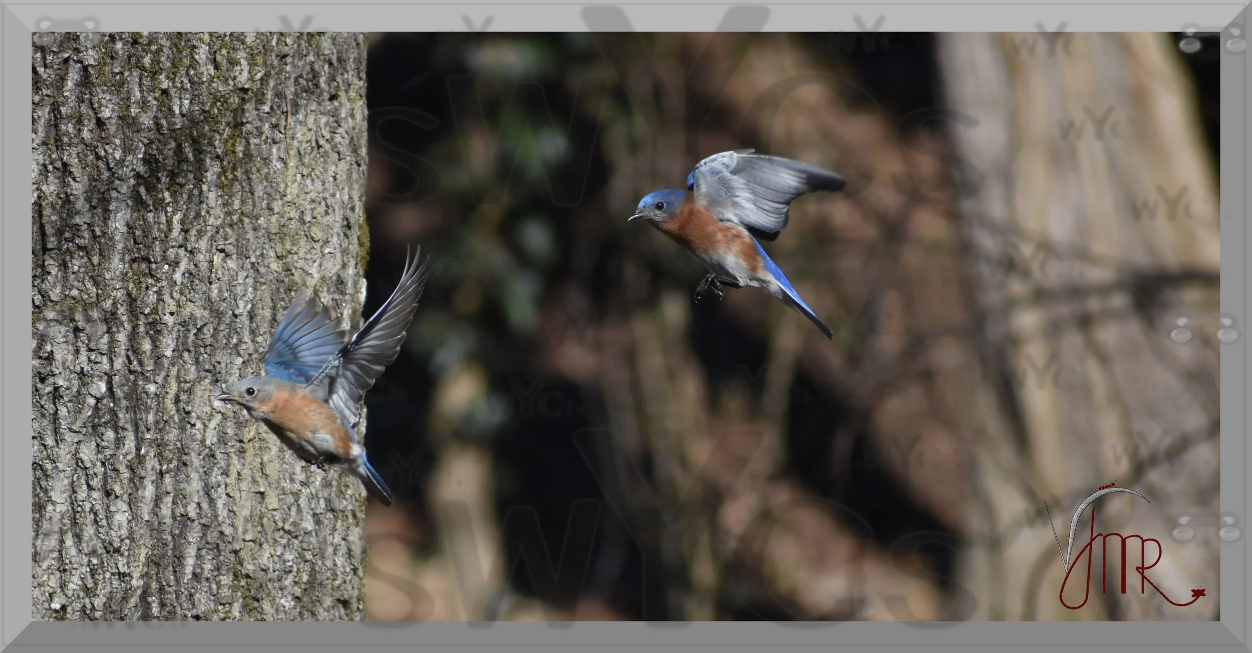 eastern bluebird 15-1 with watermarks.jpg