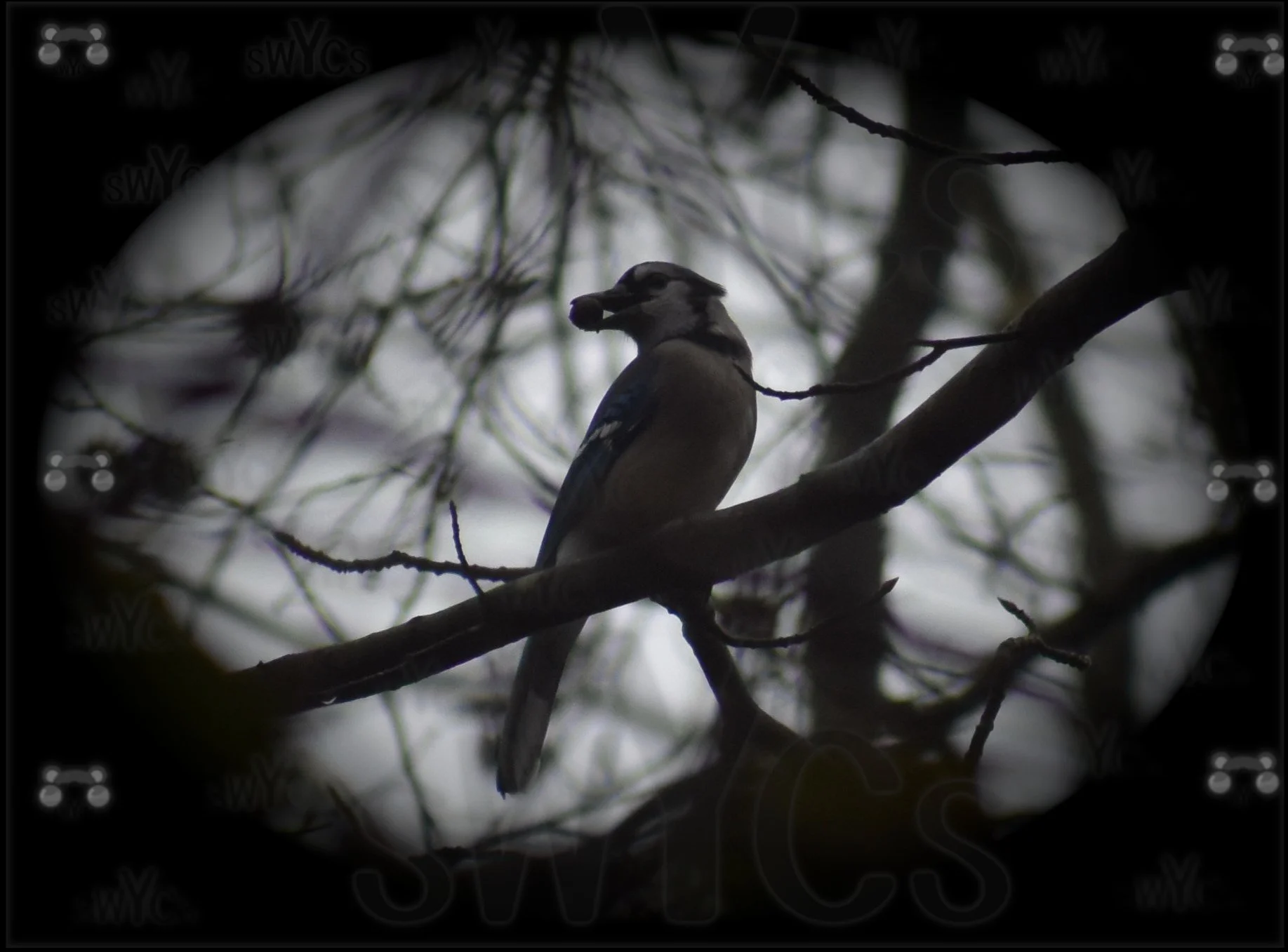 Bluejay 129 with watermarks.jpg