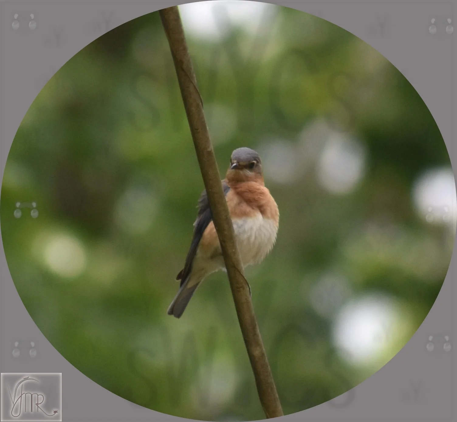 Eastern Bluebird 1