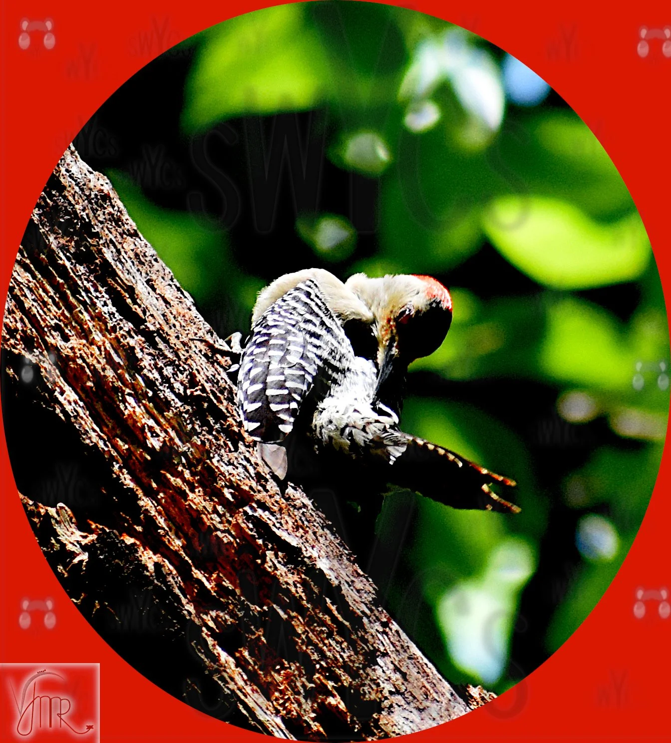 Red bellied woodpecker 3 with watermark.JPG