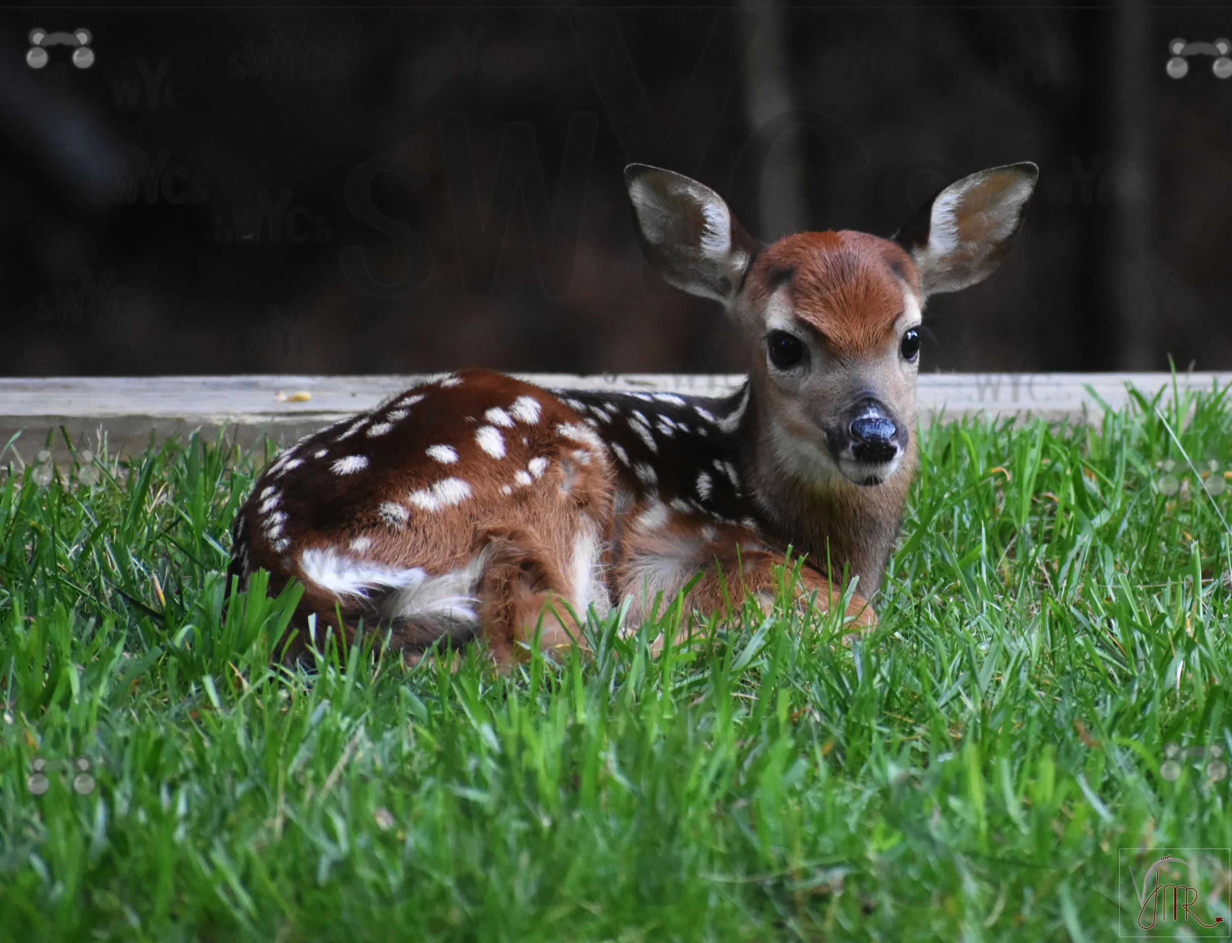 Whitetail Deer 49 with watermark.JPG