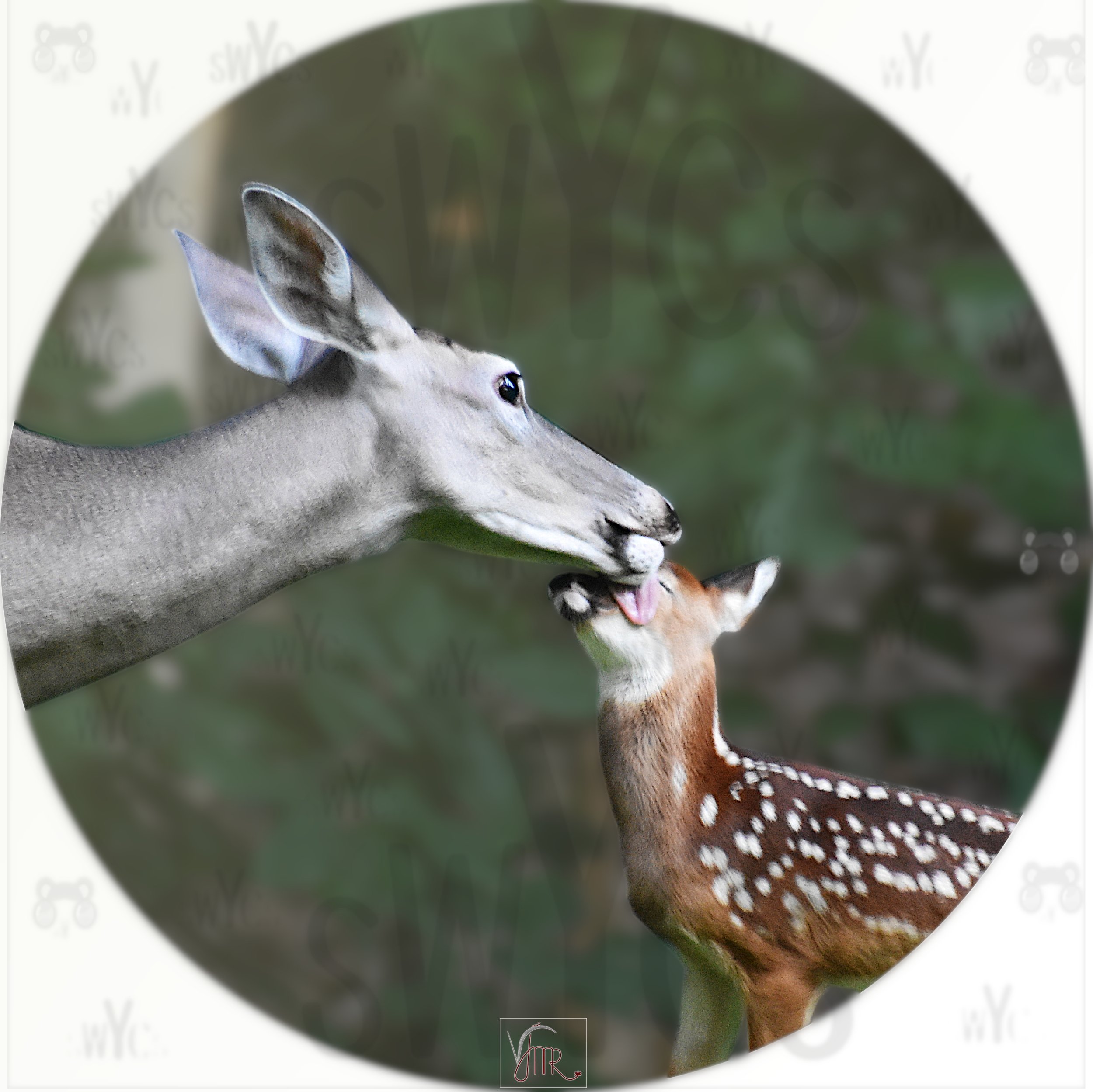 Whitetail Deer 47