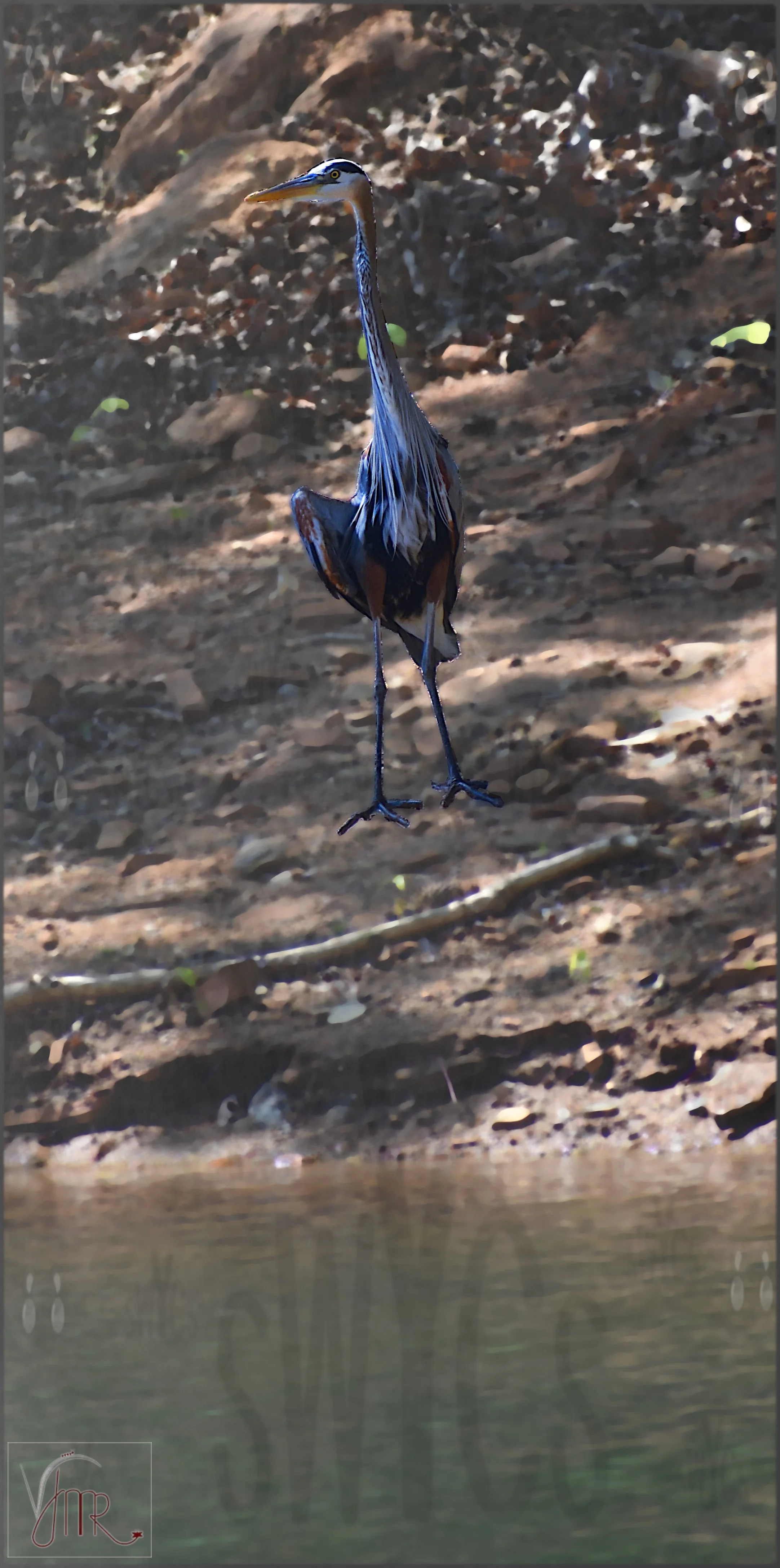 Blue Heron 5 with watermark.JPG