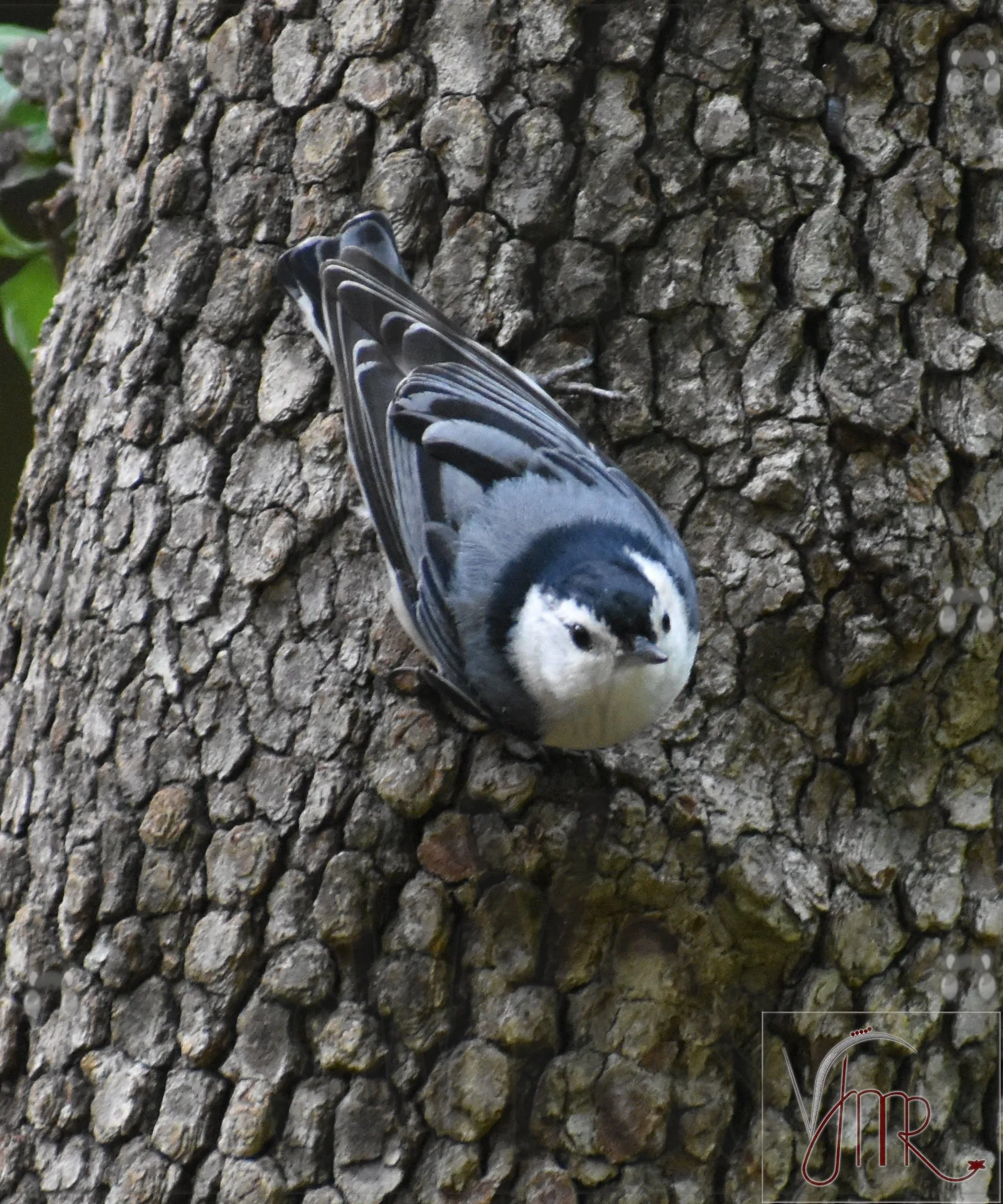 Nuthatch 7 with watermark.JPG