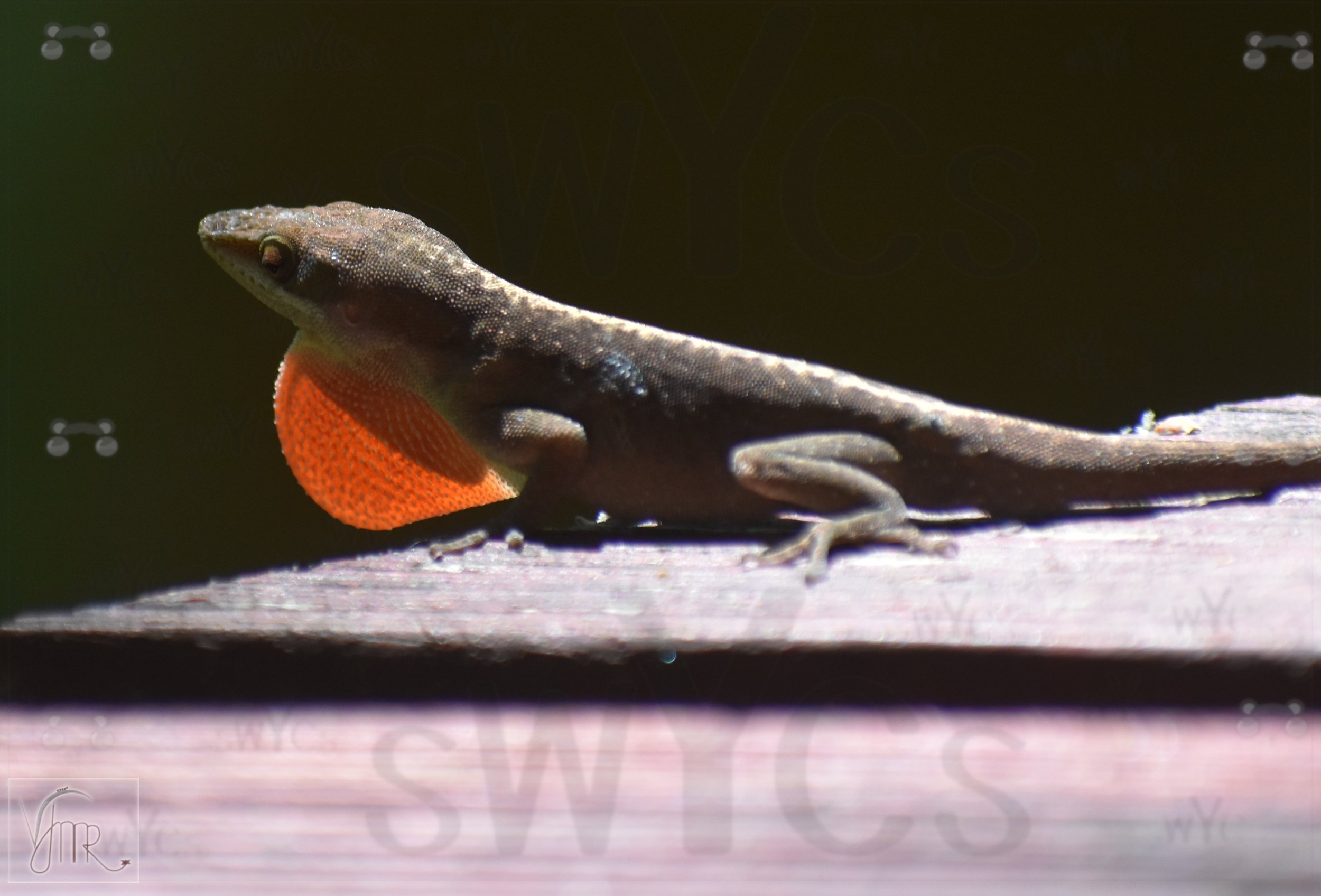 Lizard 6 with watermark.JPG