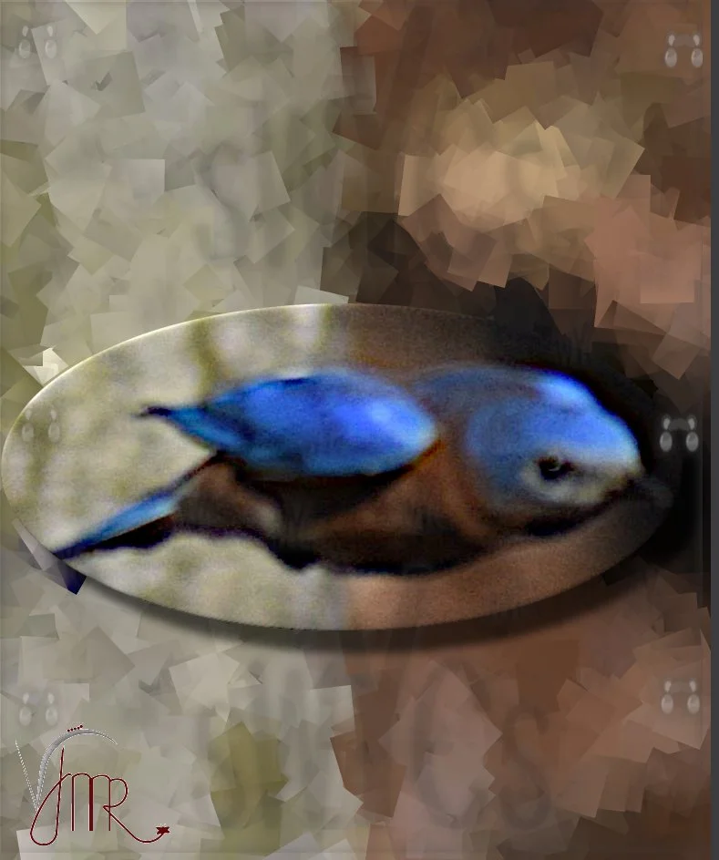eastern bluebird 17 with watermark.jpg