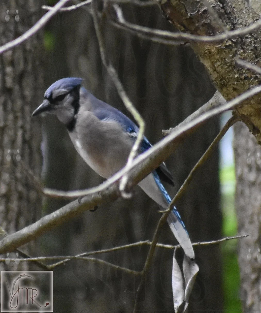 Blue Jay 3 with watermark.JPG
