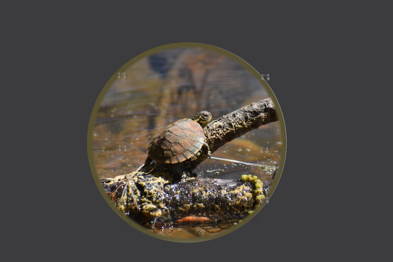Turtle 1