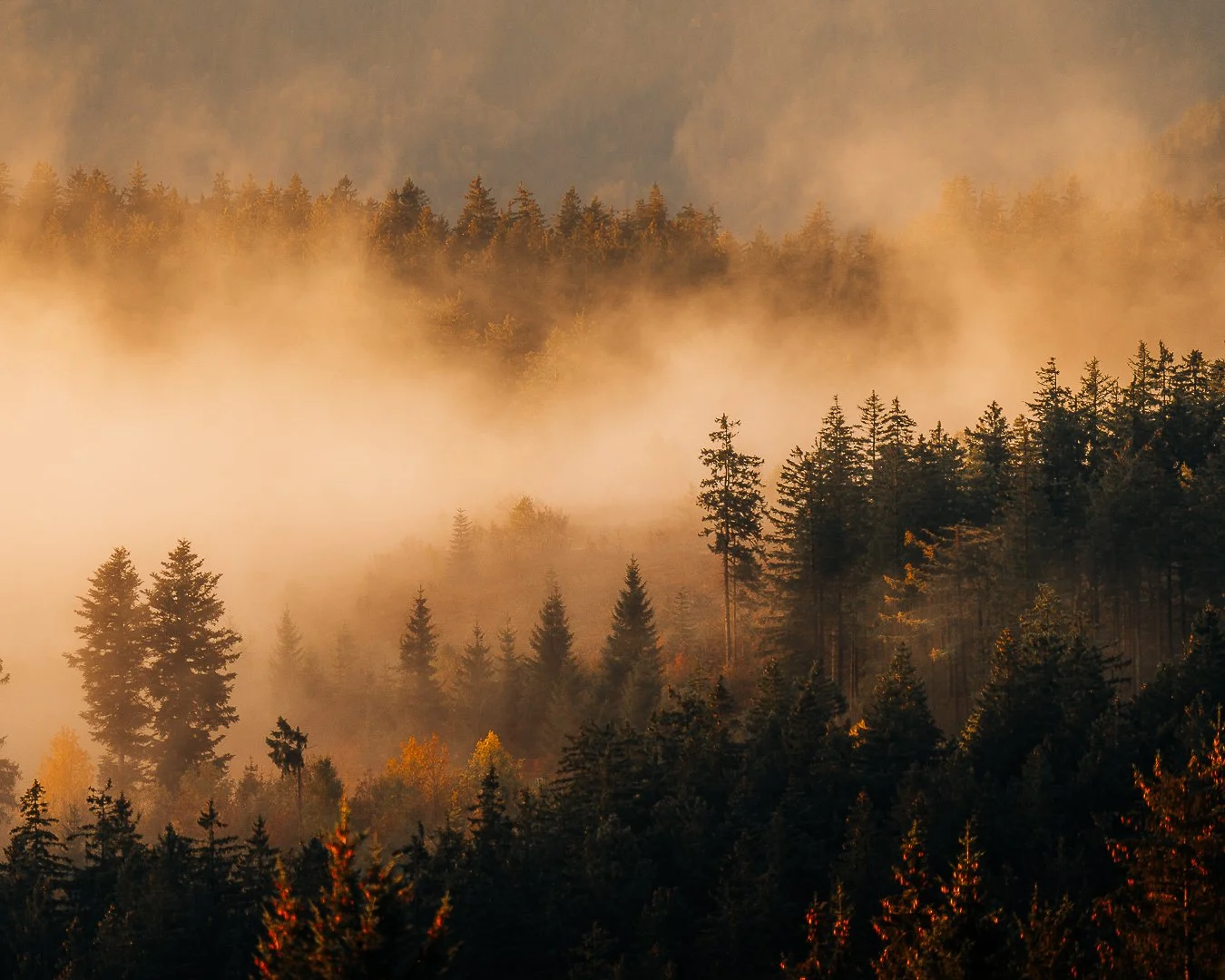 Wald im Nebel mit Rauchentwicklung, vermutlich bei Waldbrand.