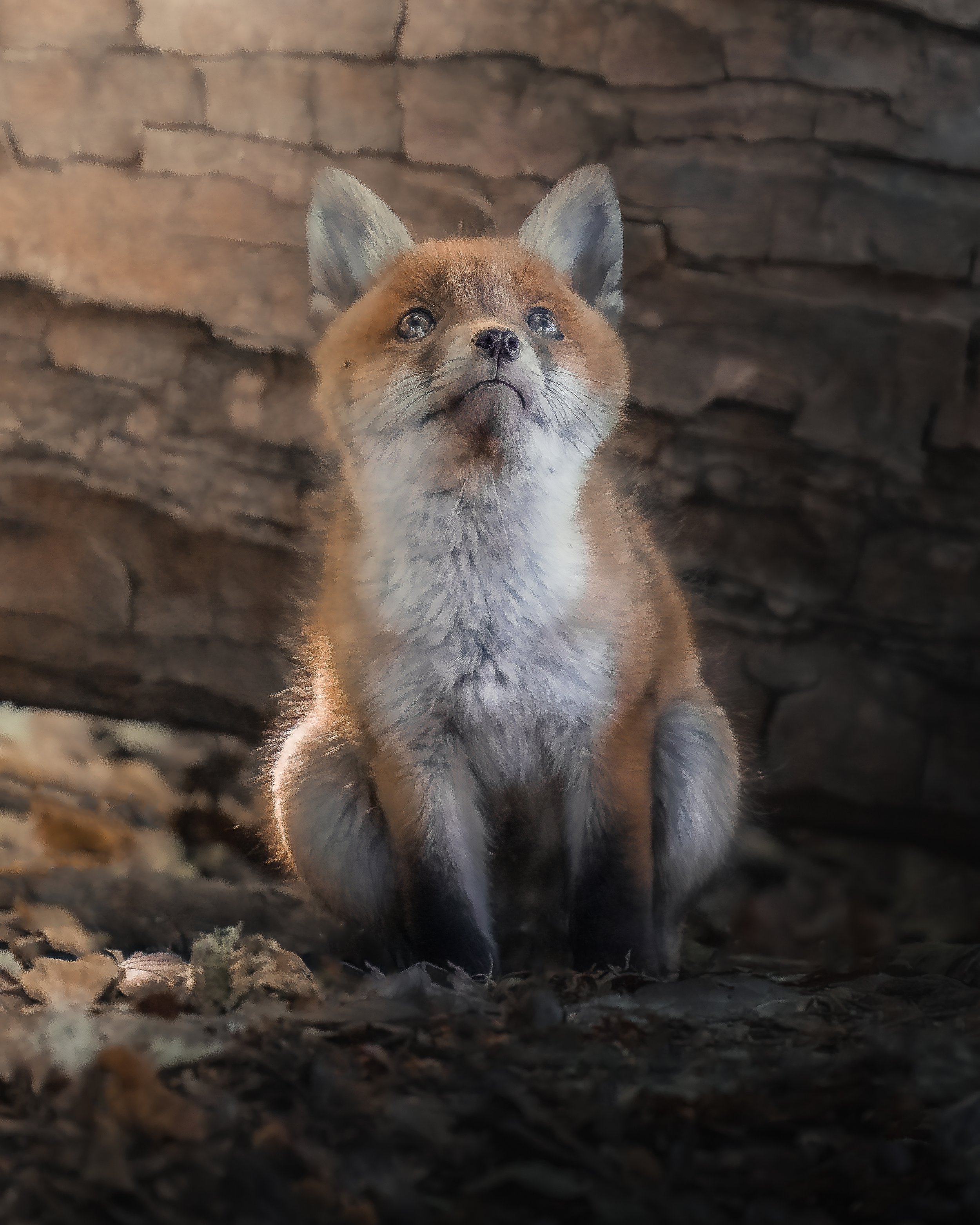 Kleiner, niedlicher Fuchs sitzt auf dem Boden vor einer steinernen Wand.