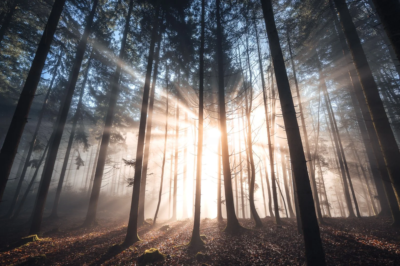 Sonnenlicht strömt durch einen Wald mit hohen Bäumen, Nebel liegt am Boden, Lichtstrahlen sind sichtbar.