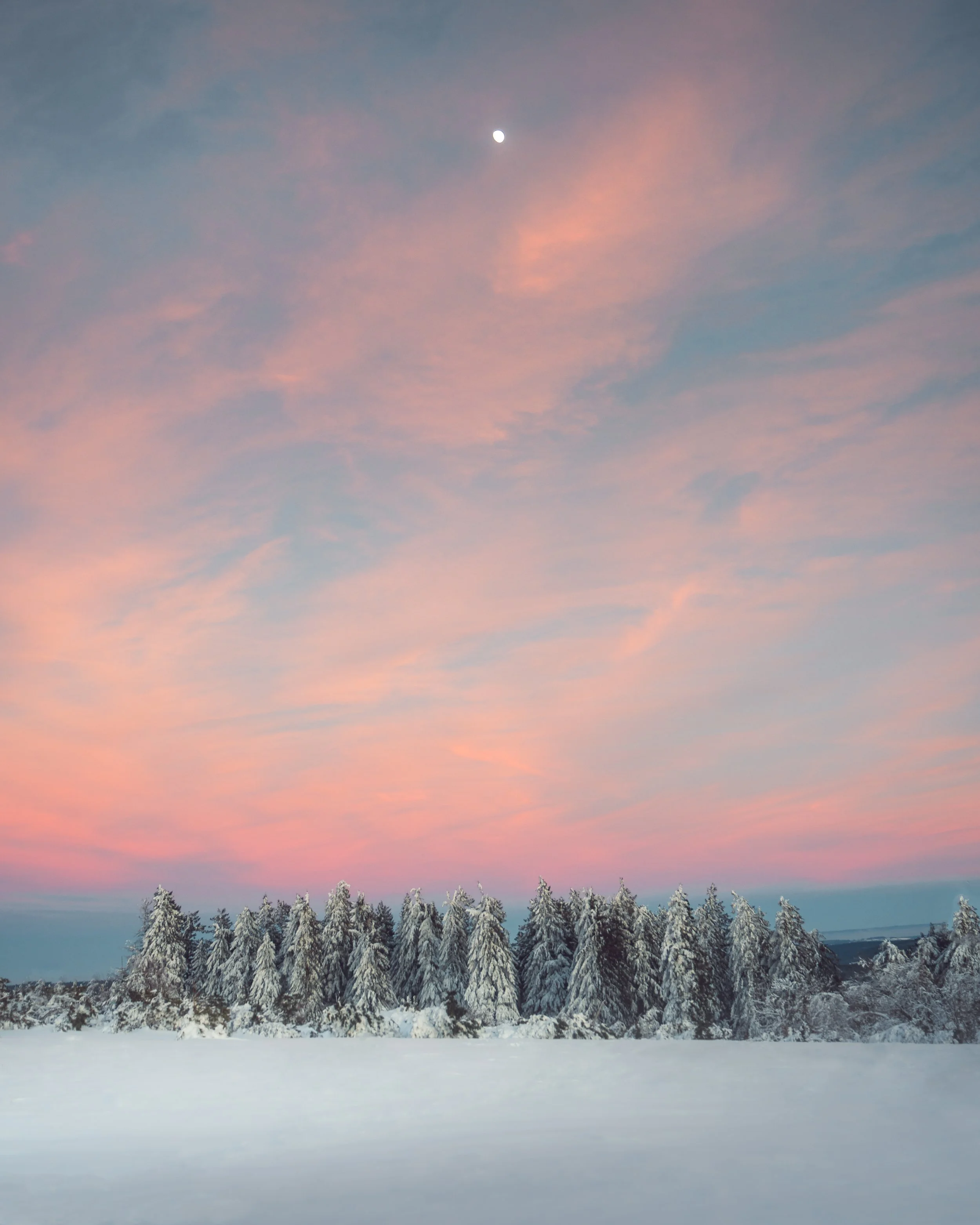 Schneebedeckte Bäume vor einem pink-blauen Himmel mit sichtbarem Mond in der Nacht.