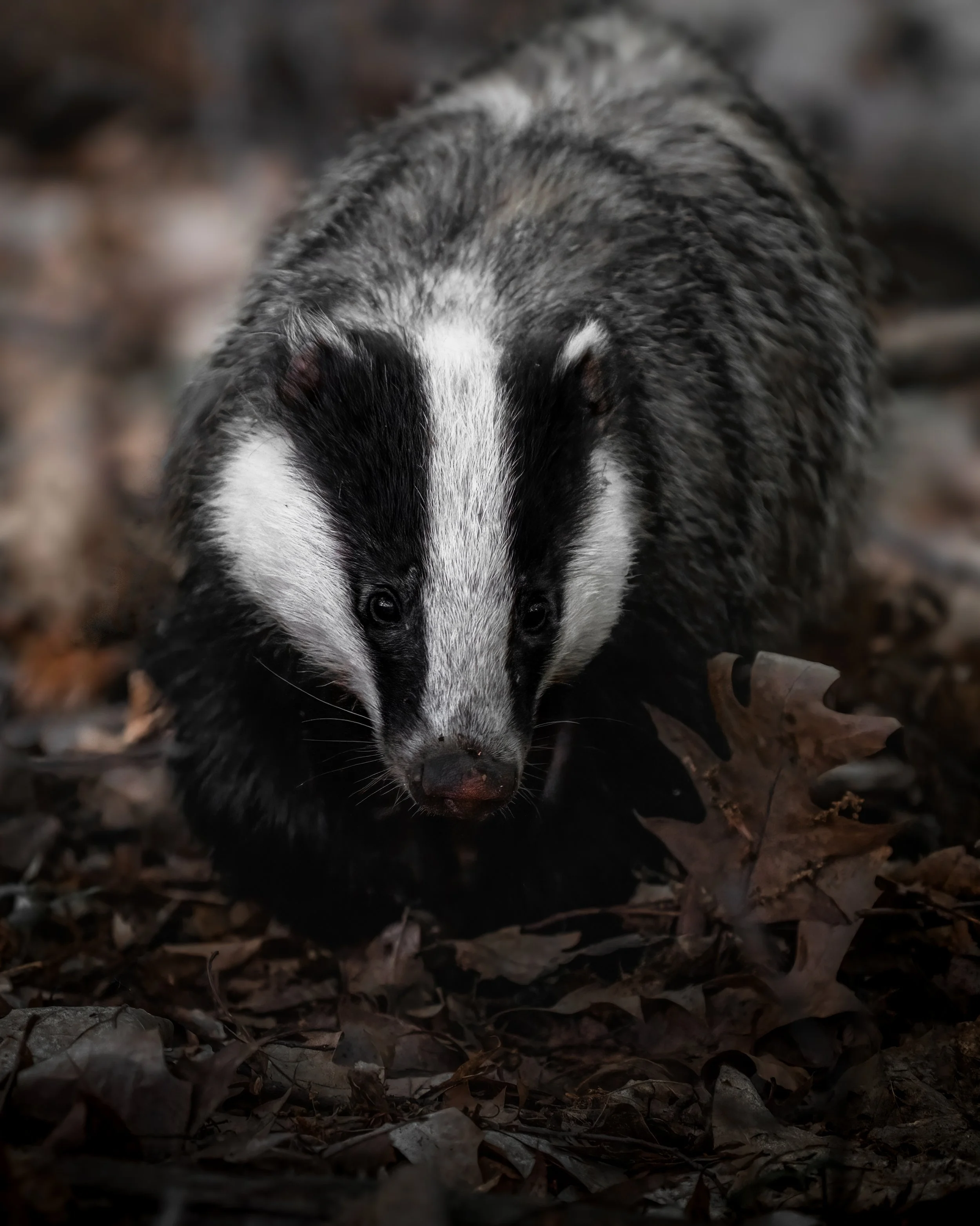 Ein Waschbär auf einem gepflasterten Boden mit Laub, Blick nach vorne.