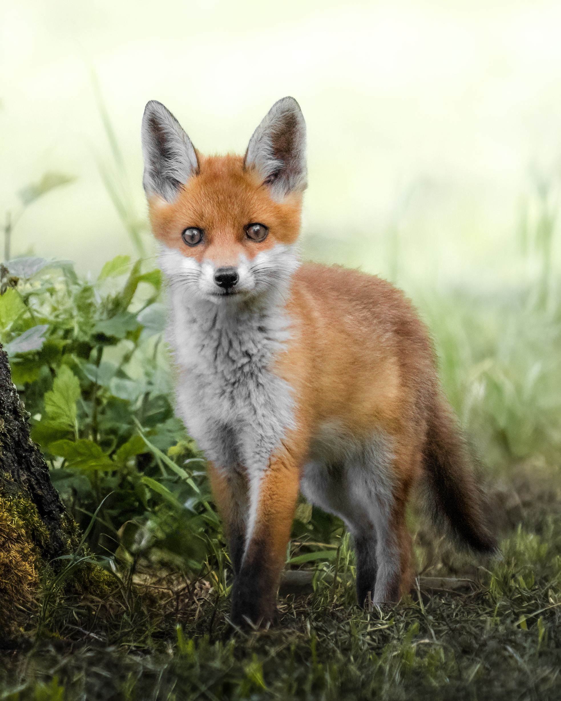 Ein junger Fuchs steht im Wald auf dem Boden, umgeben von grünen Pflanzen, mit aufmerksamem Blick in die Kamera