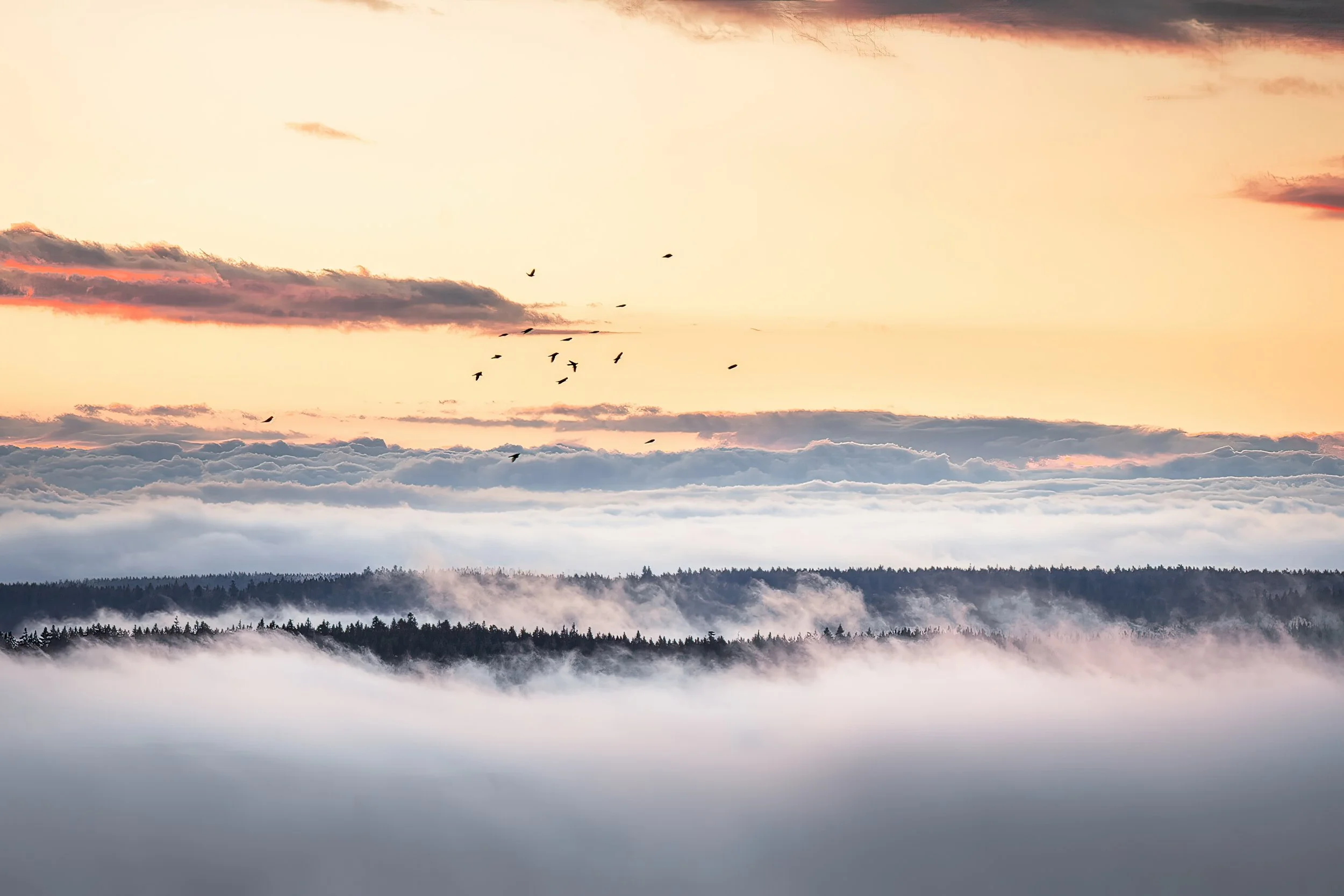 Dämmerung über einer Landschaft mit Nebel, Bäumen und fliegenden Vögeln am Himmel.