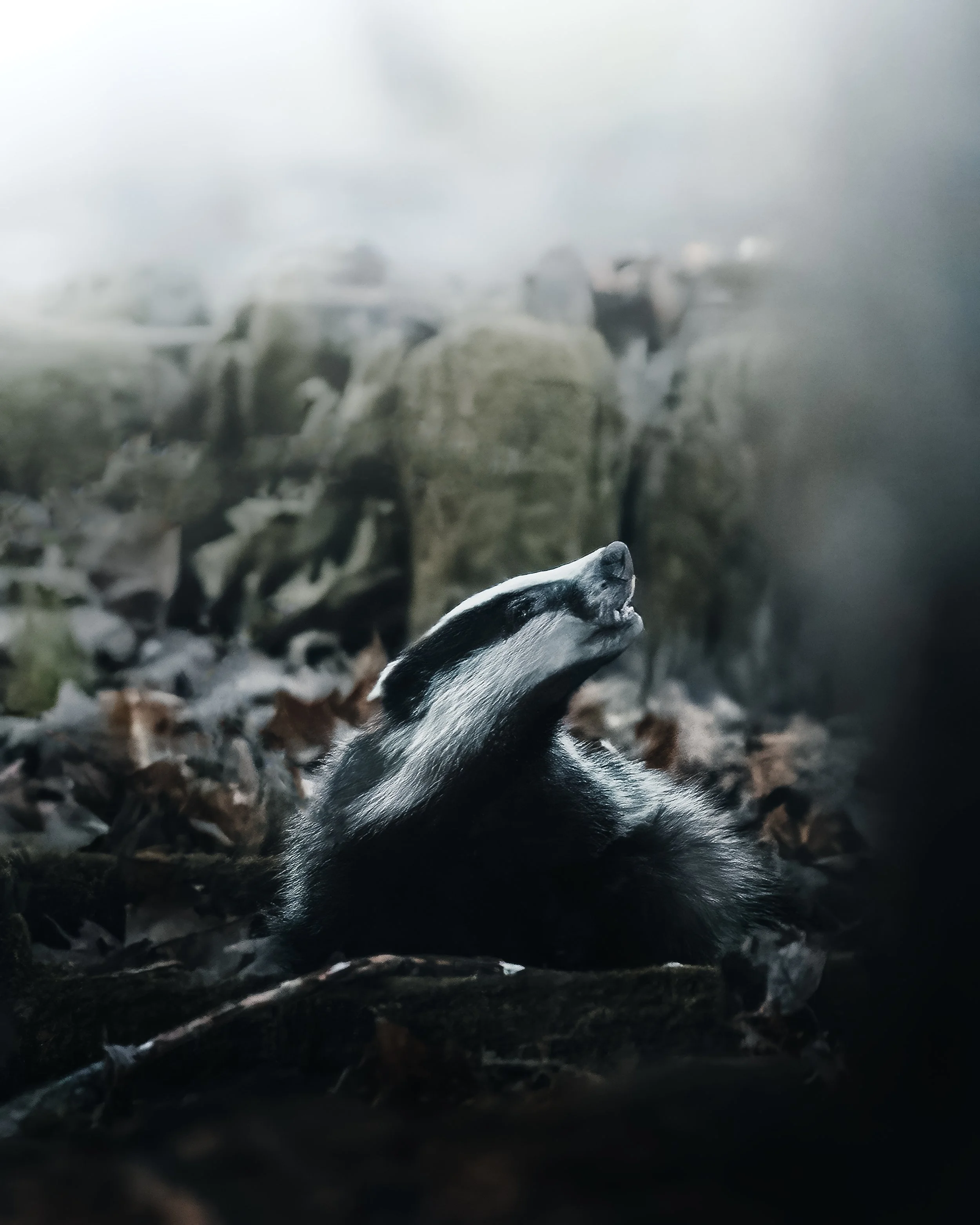ein toter fürstlicher Maulwurf im Unterholz, umgeben von Blättern und Steinen