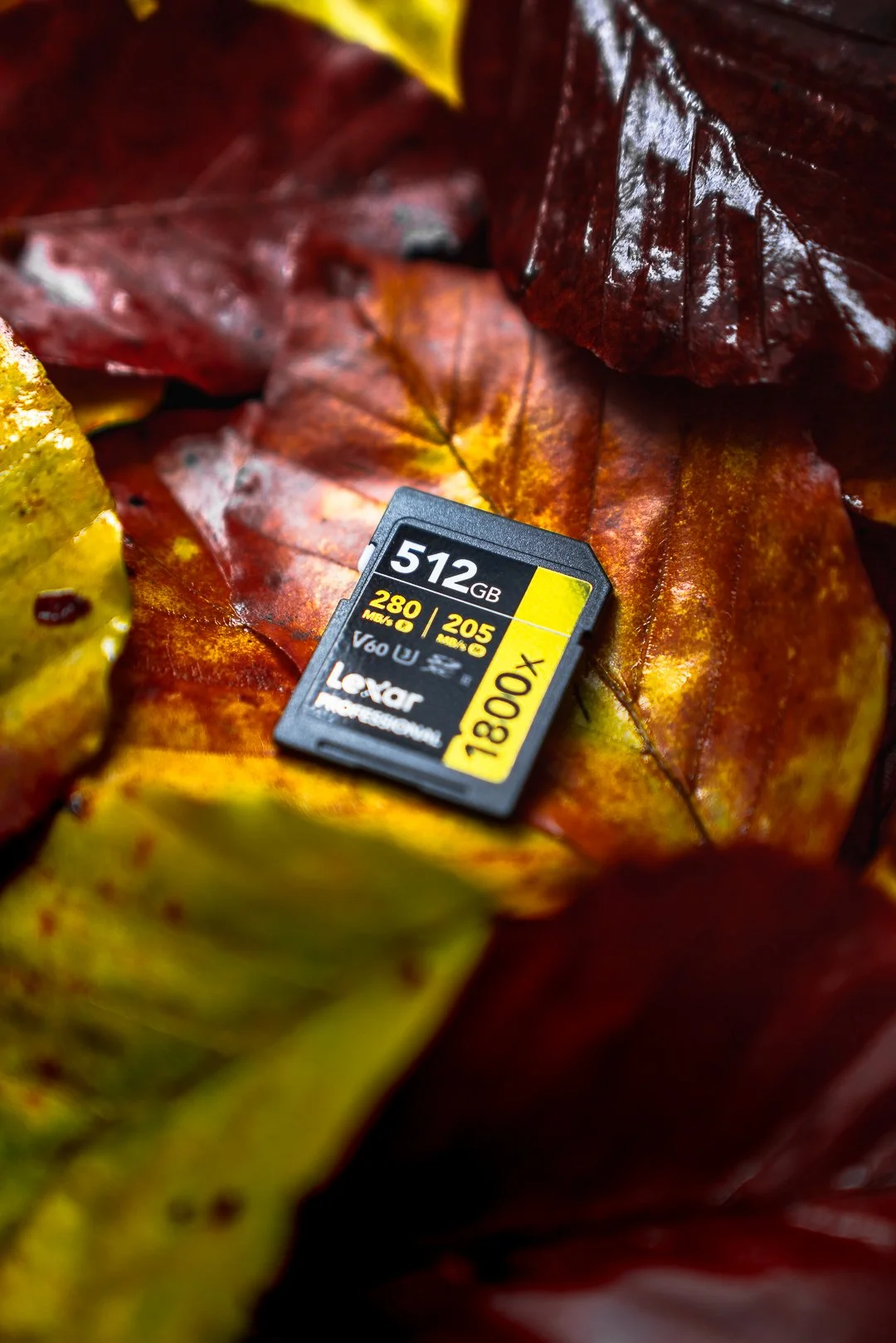 Eine Speicherkarte liegt auf bunten Herbstblättern, die in Rot, Braun und Gelb gefärbt sind.