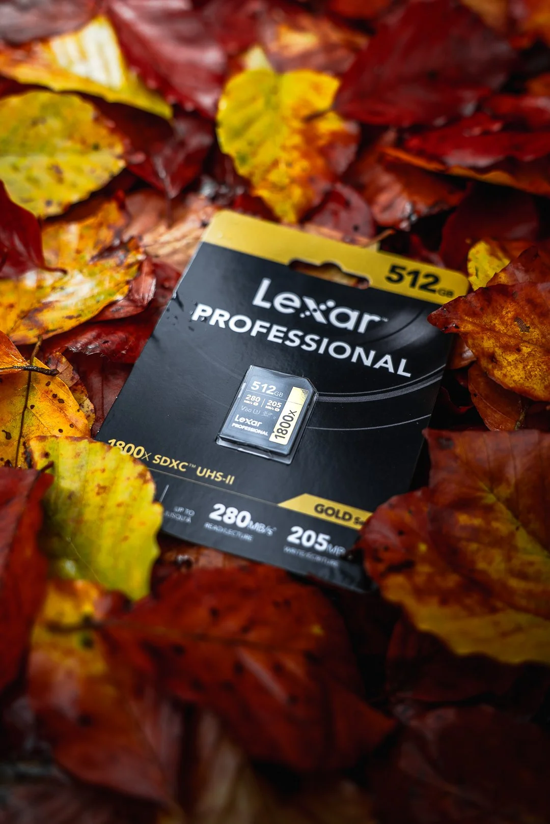 Eine Lexar Professional 512 GB SD-Karte liegt auf bunten Herbstblättern.