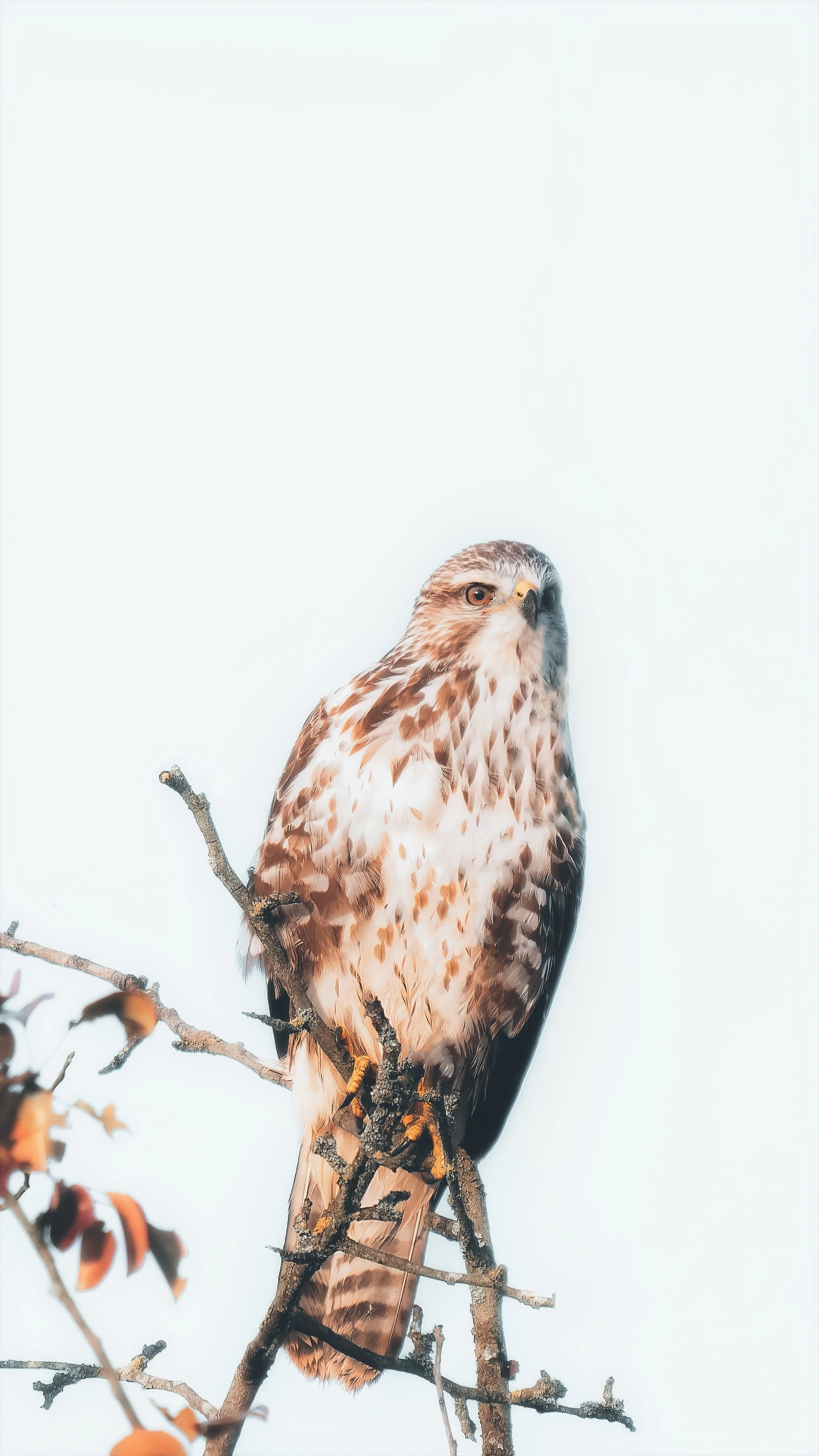 Ein Greifvogel, wahrscheinlich ein Falke, sitzt auf einem Ast, vor einem hellen, fast weißen Himmel.