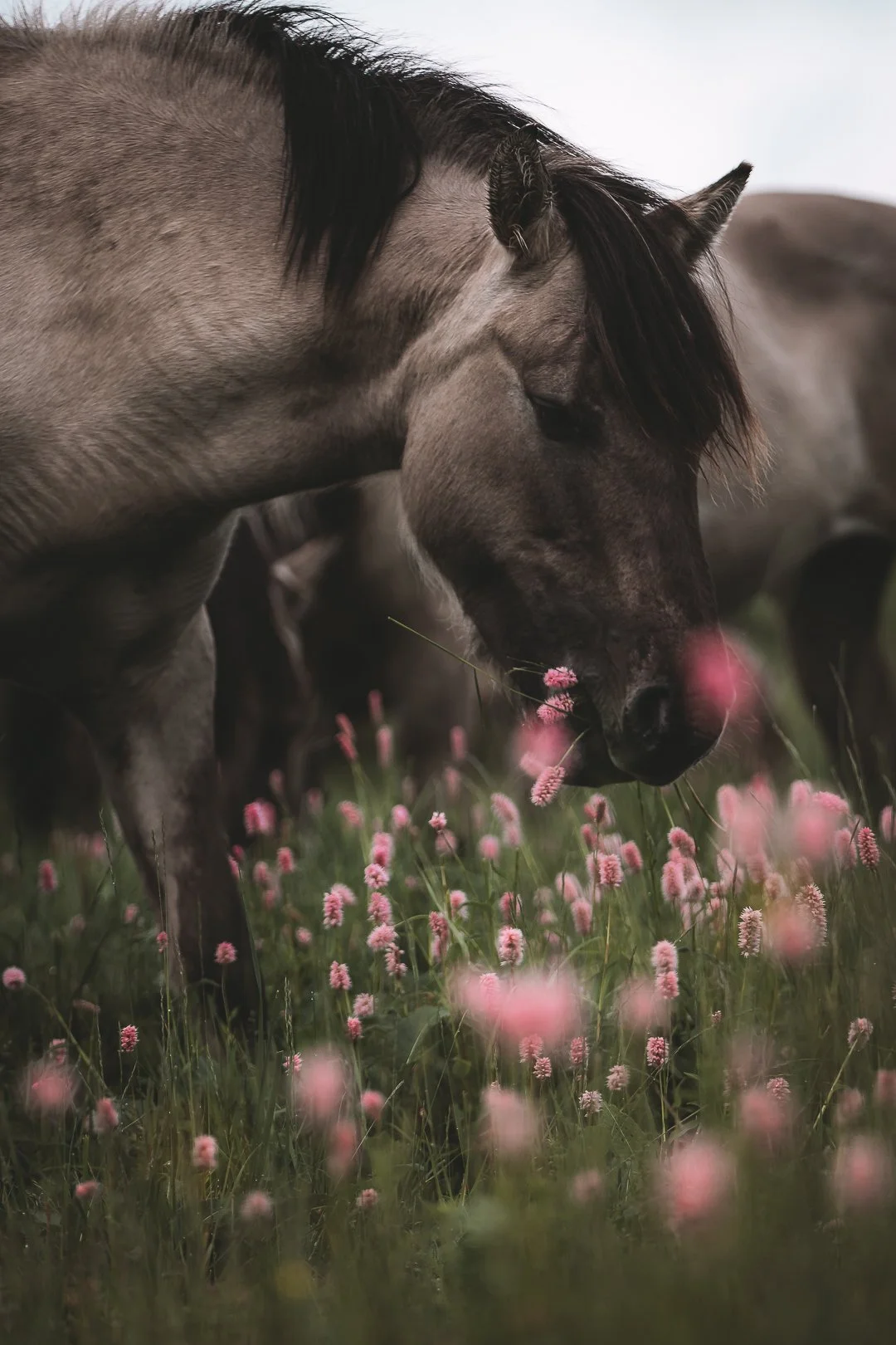 Ein brauner Wallach, der an pinken Blumen im Gras schnuppert.