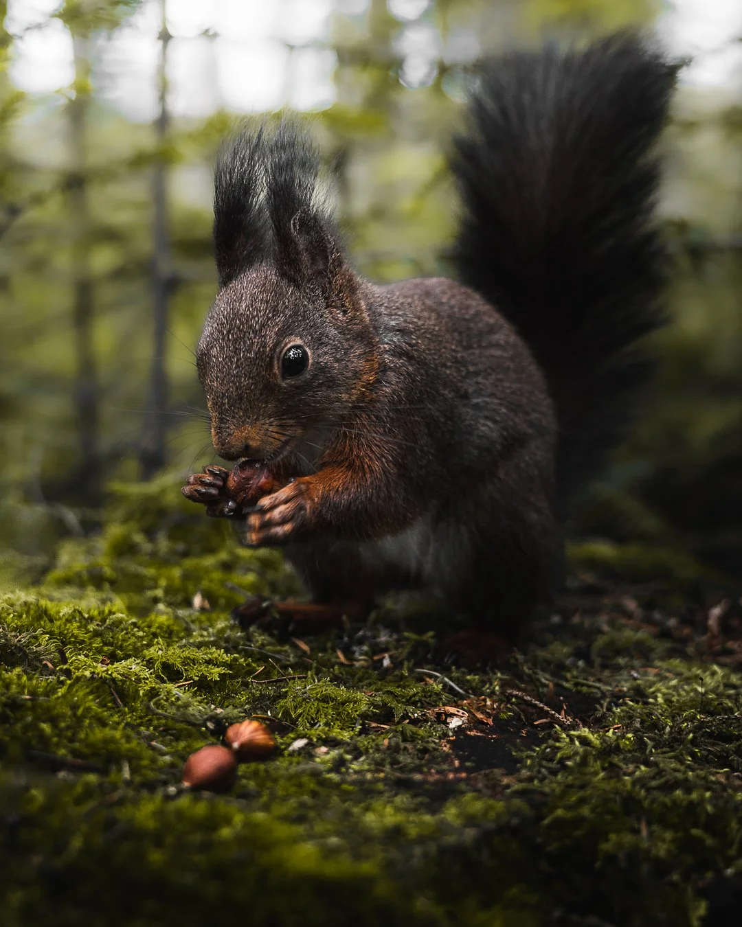 Ein Eichhörnchen sitzt auf moosbedecktem Boden im Wald, hält ein Nuss und isst sie.