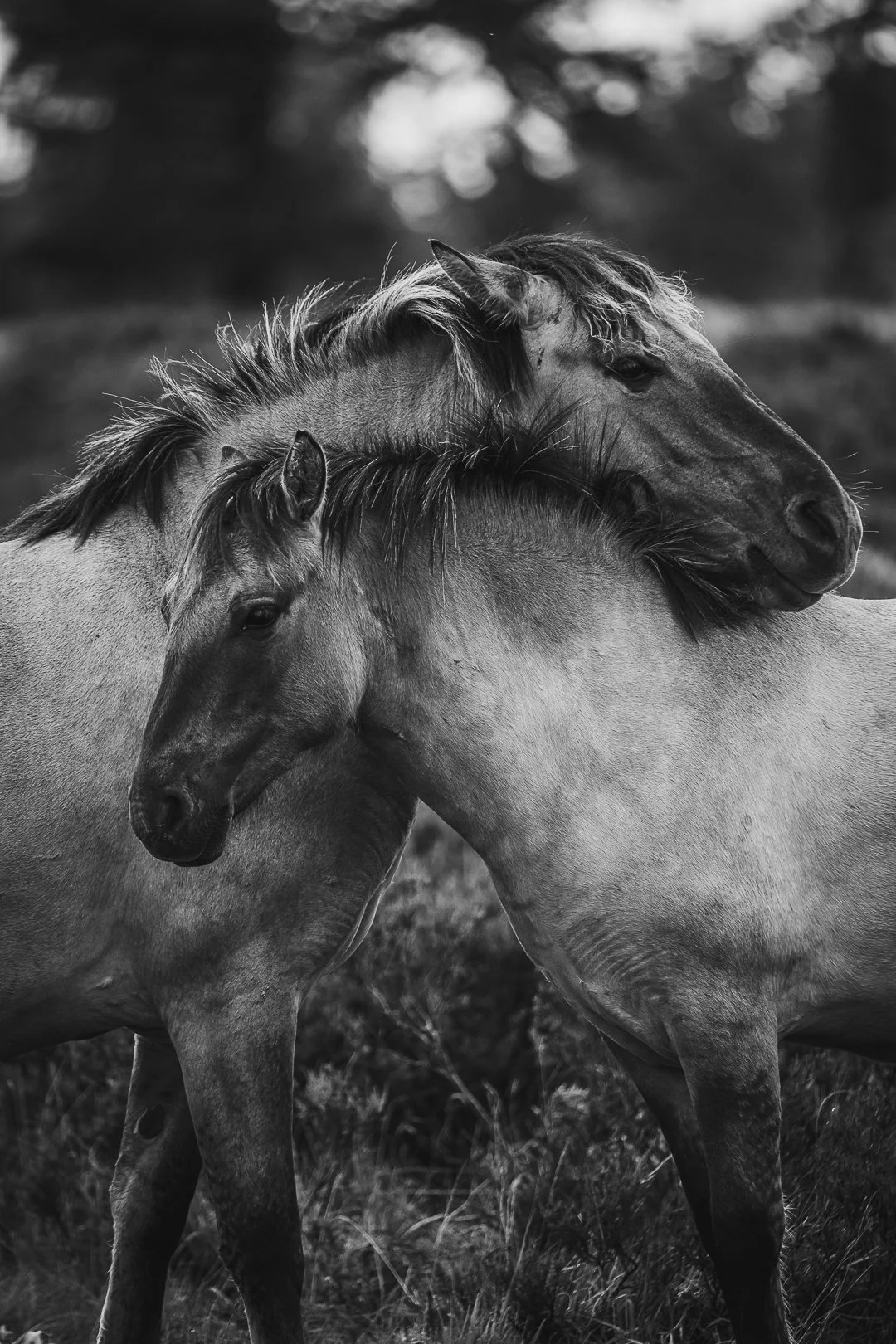 Zwei wilde Pferde stehen sich mit geneigten Köpfen gegenüber in einem natürlichen Umfeld, schwarz-weiße Aufnahme.
