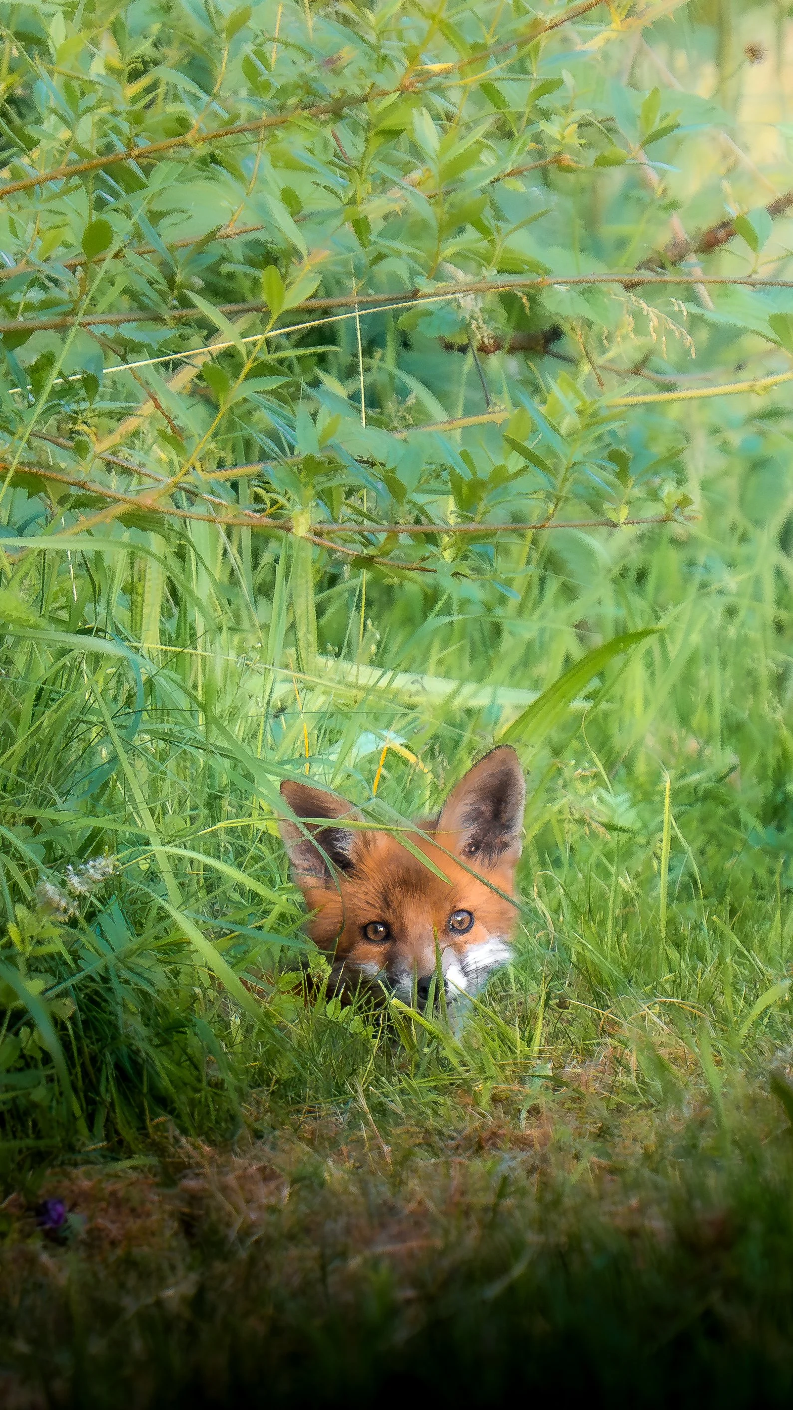 Fuchs versteckt sich in hohem Gras und Blättern, blickt neugierig nach vorne.