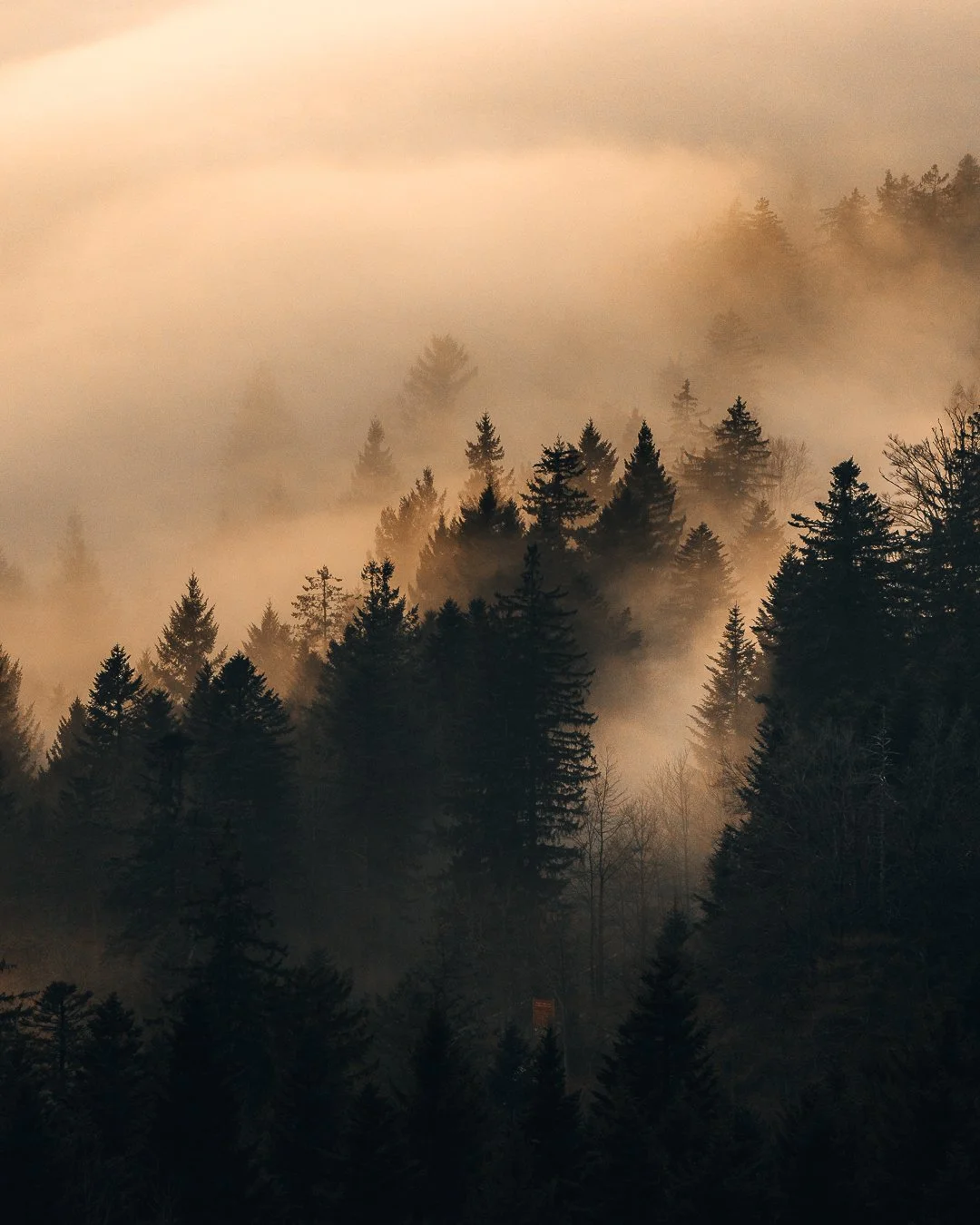 Nebel über einem Wald aus Tannenbäumen in der Dämmerung.