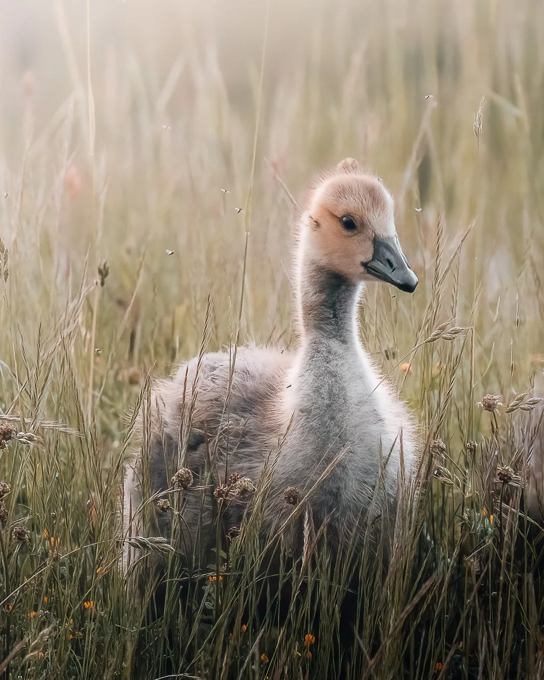 Ein neugeborenes Gänseküken sitzt im hohen Gras auf einer Wiese.