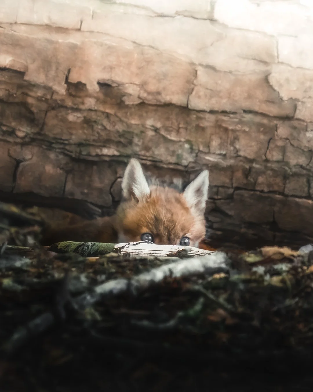 Ein kleiner Fuchs, der im Laub und Moos zwischen Steinen verborgen ist, mit nur den Ohren und den Augen sichtbar.