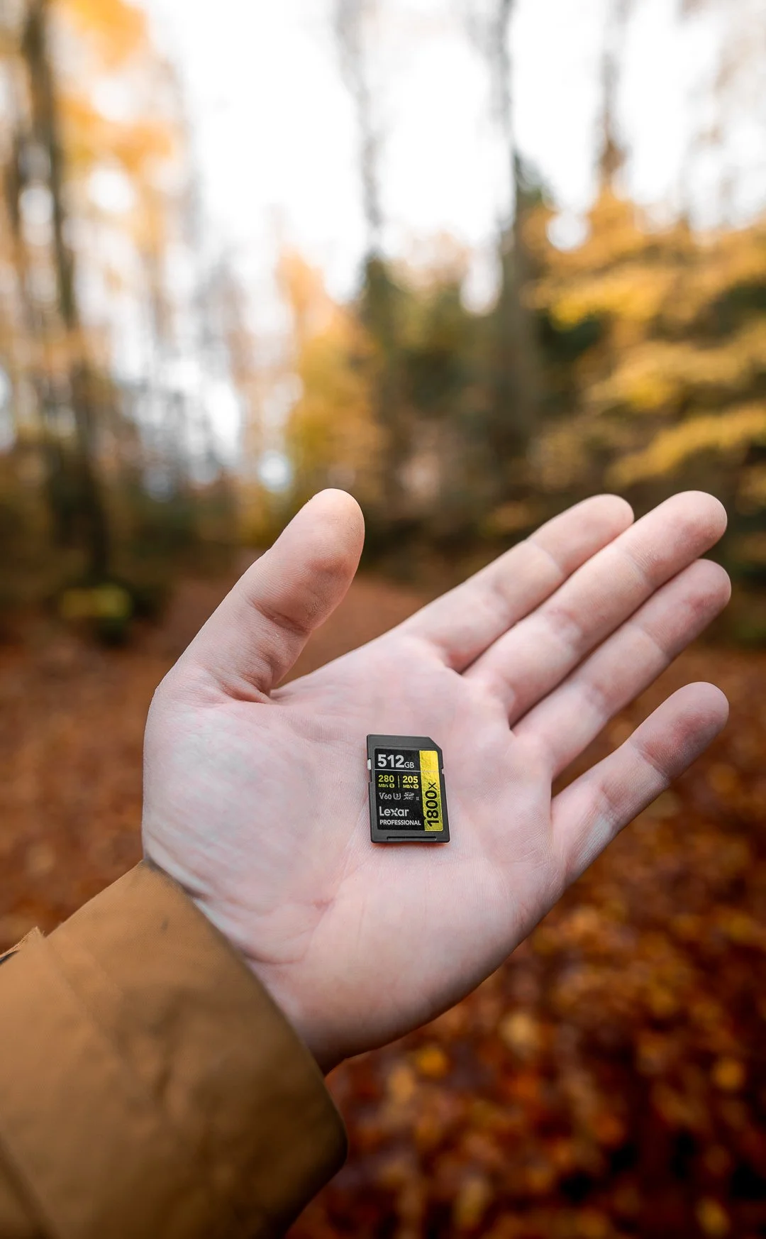 Eine Hand hält eine Speicherkarte vor einem herbstlichen Wald.