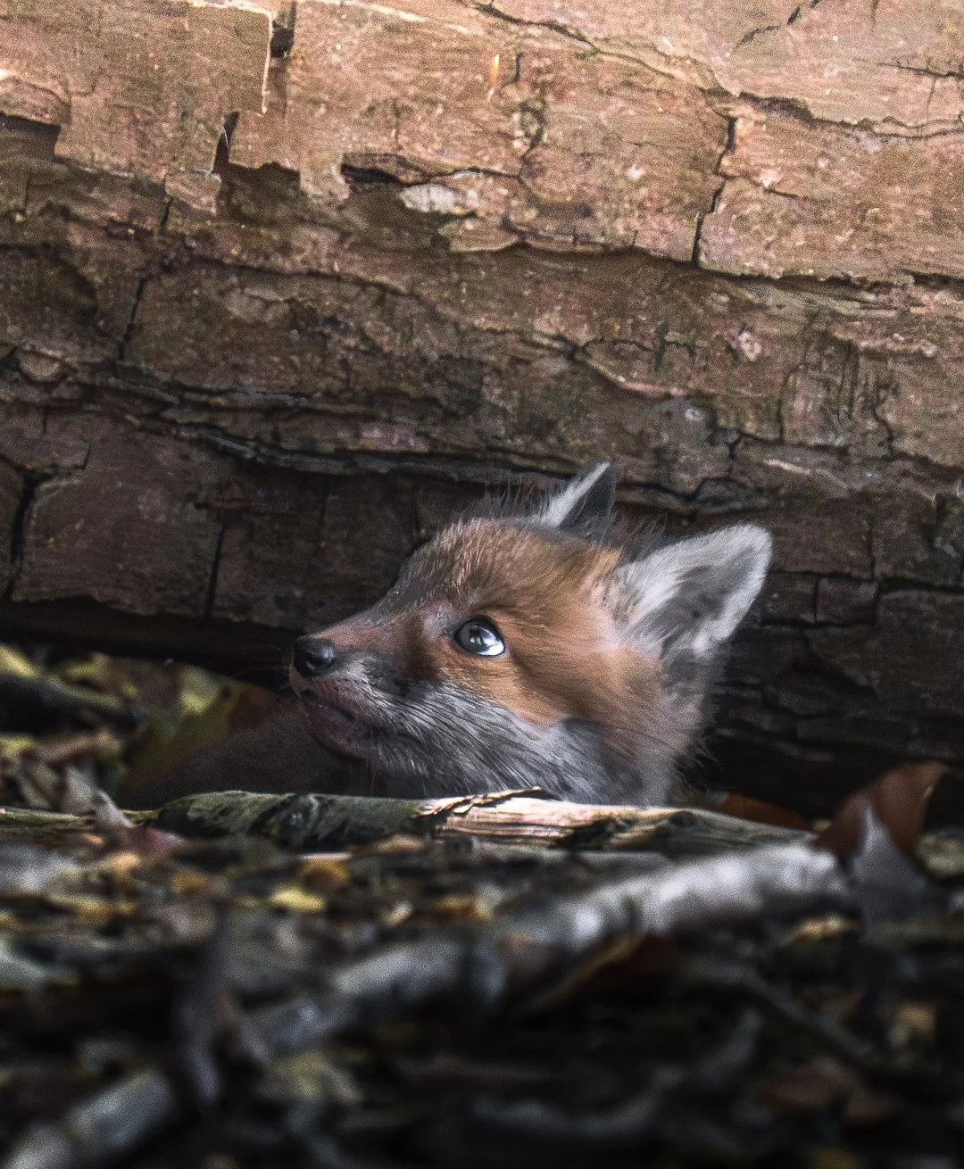 Ein junges Fuchs-Kitz liegt im Laub vor einer Baumrinde. Es schaut nach oben links.