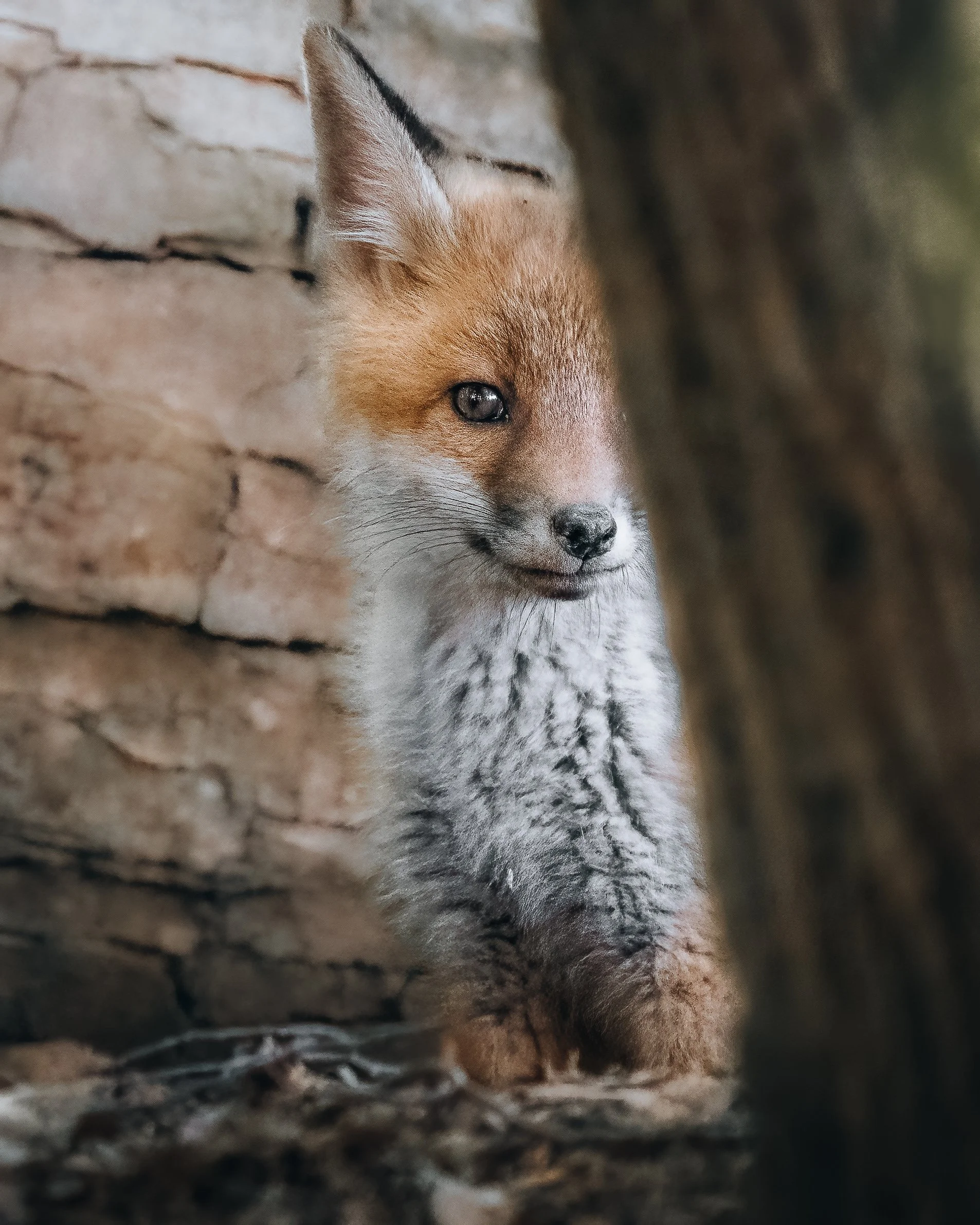 Ein lovender Fuchs sitzt neben einer Baumrinde und schaut neugierig.