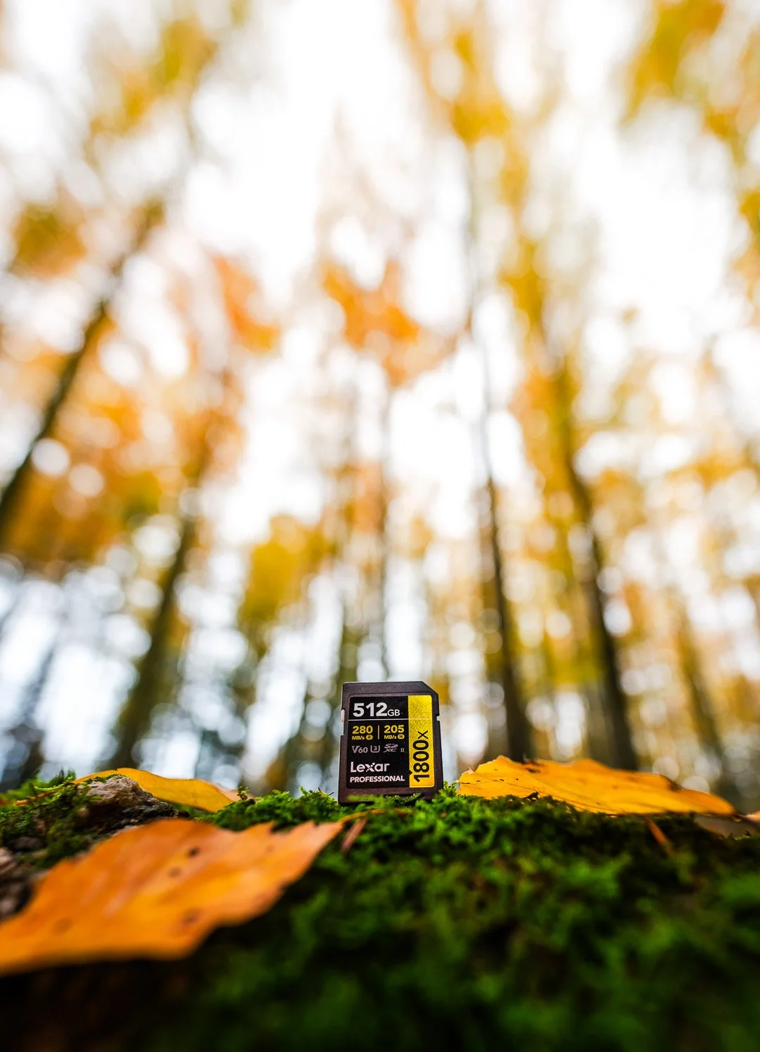 Speicherkarte im Wald mit herabfallenden Blättern und herbstlichen Bäumen im Hintergrund.