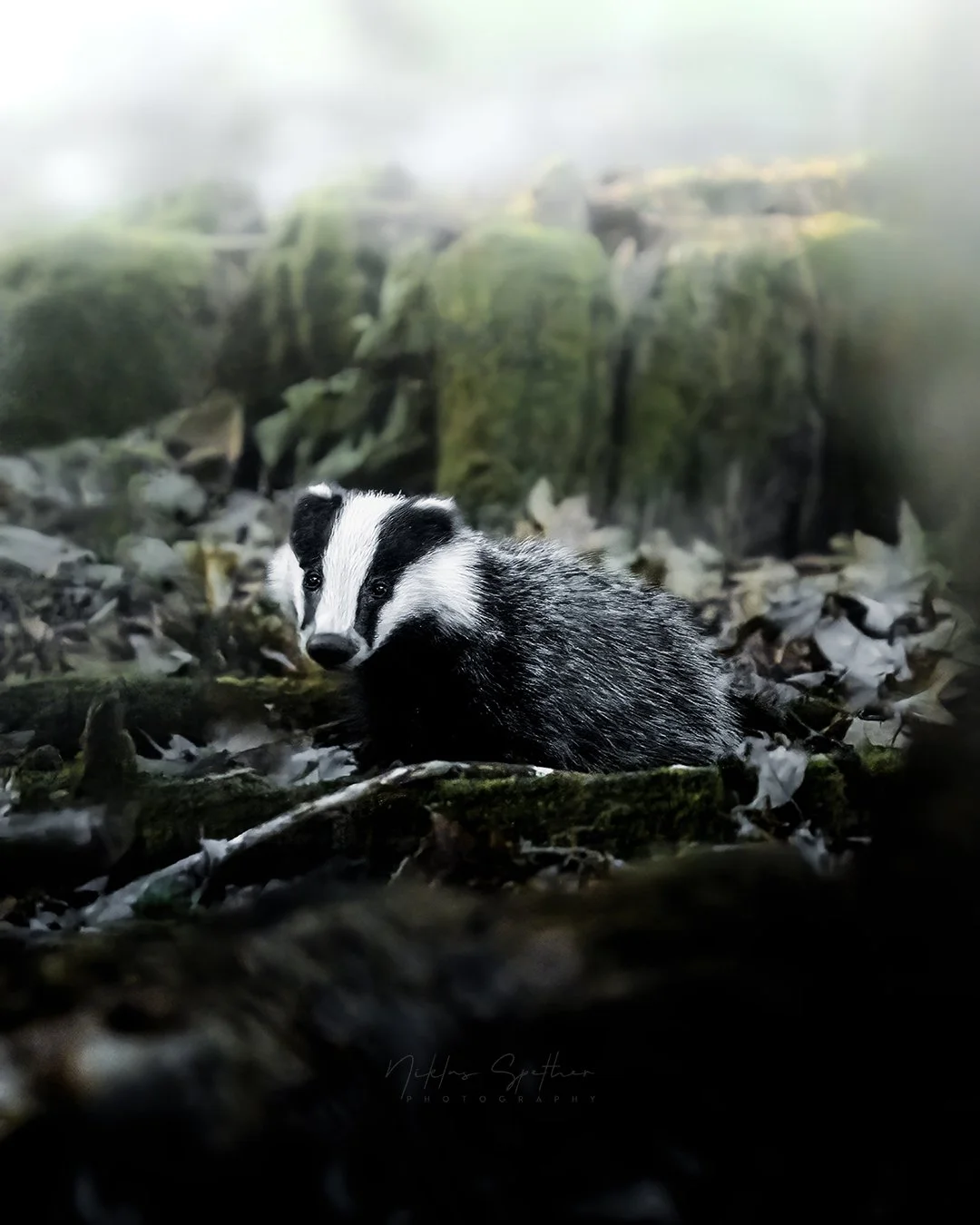 Ein Waschnussdachs sitzt im Laub eines Waldes, umgeben von moosbedeckten Ästen und Blättern, im Hintergrund ist eine neblige Waldlandschaft sichtbar.