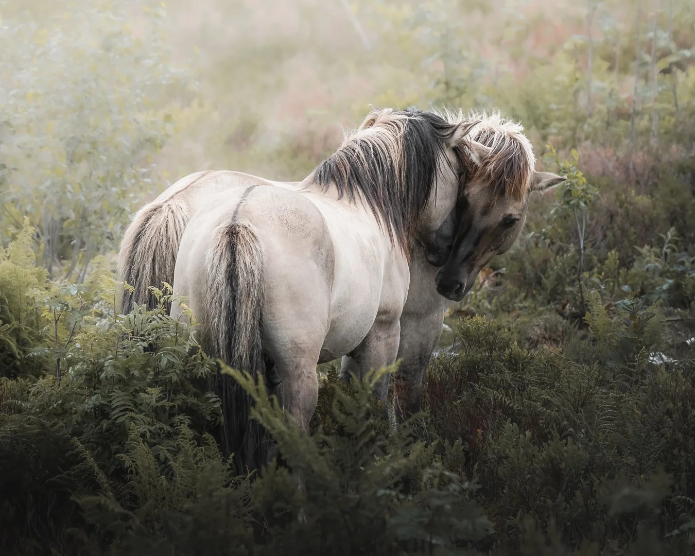 Zwei Wildpferde stehen in einem bewachsenen, nebligen Wald bei Sonnenaufgang, eines mit seinem Kopf auf dem Hals des anderen ruhend.