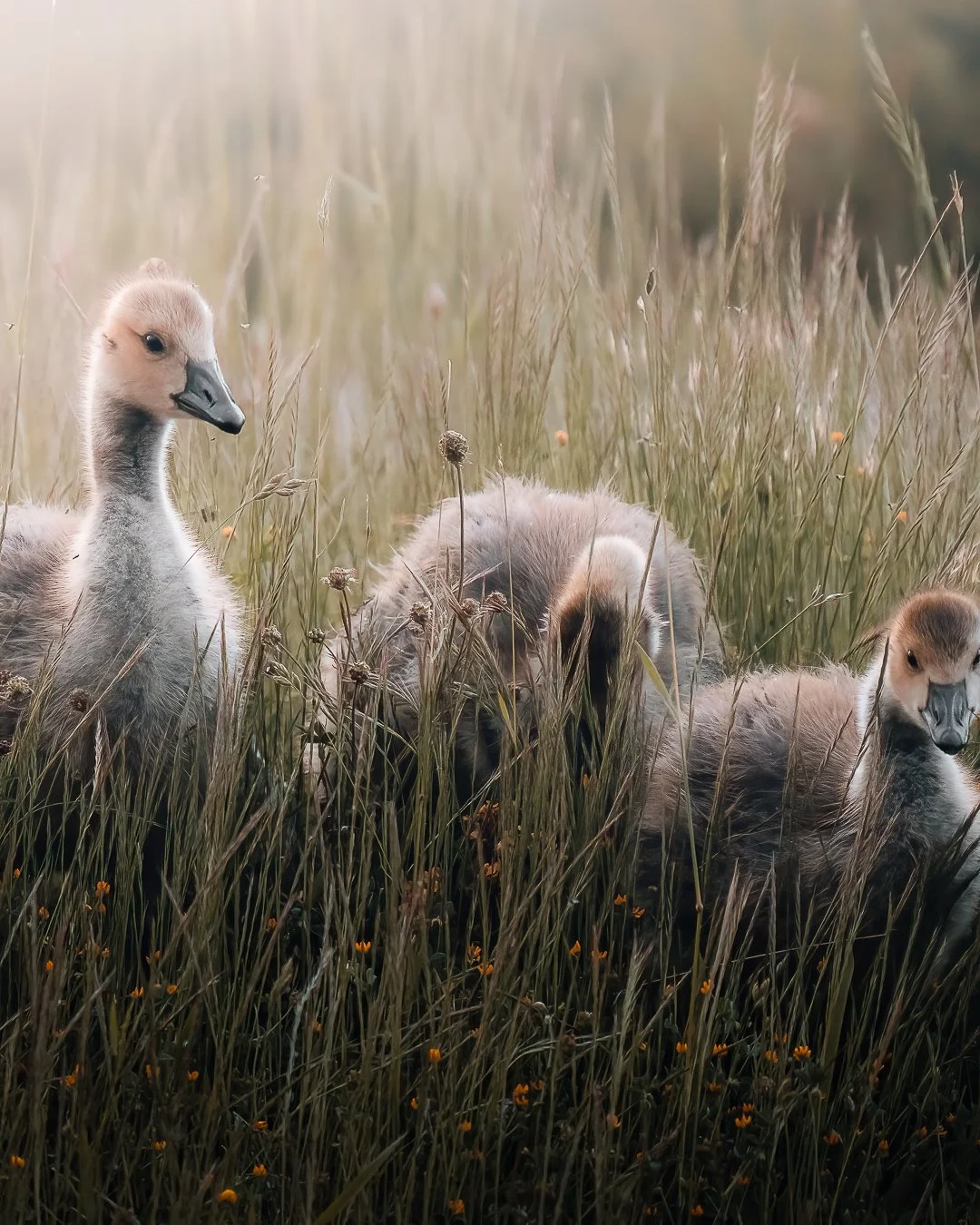 Drei junge Gänse sitzen im hohen Gras, eins schaut in die Richtung, die anderen sind mit dem Kopf in Richtung Boden vergraben.