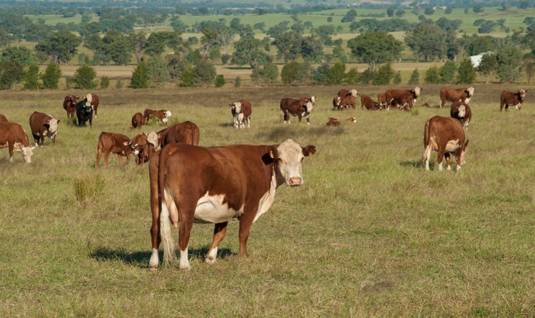 Sustainability Solutions