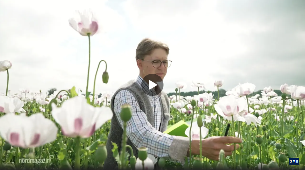 Antony Jeschke bonitiert seinen Speisemohnbestand.
