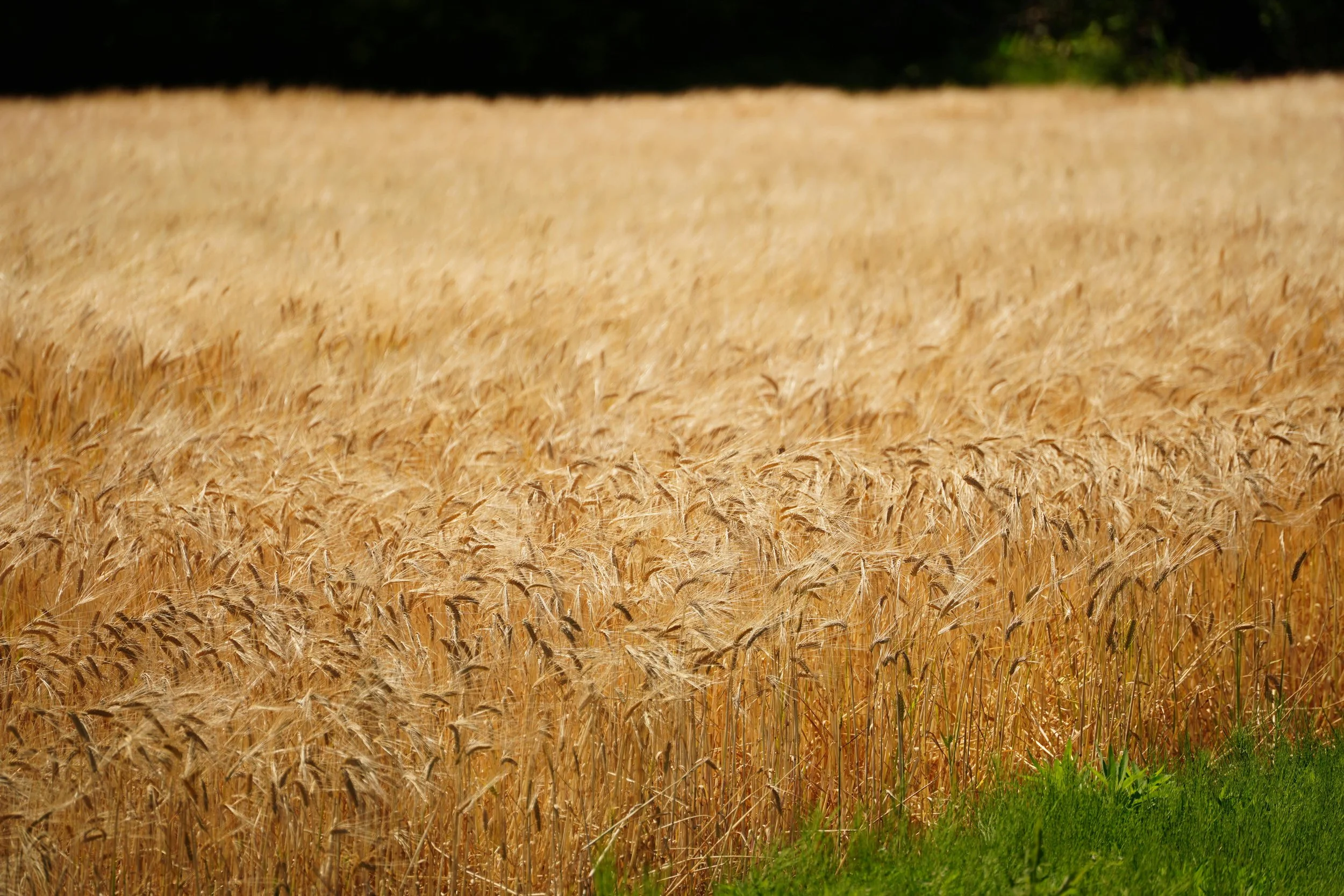 Weizenfeld mit goldgelbem Getreide vor grünem Gras, im Hintergrund dunkler Himmel und Bäume.