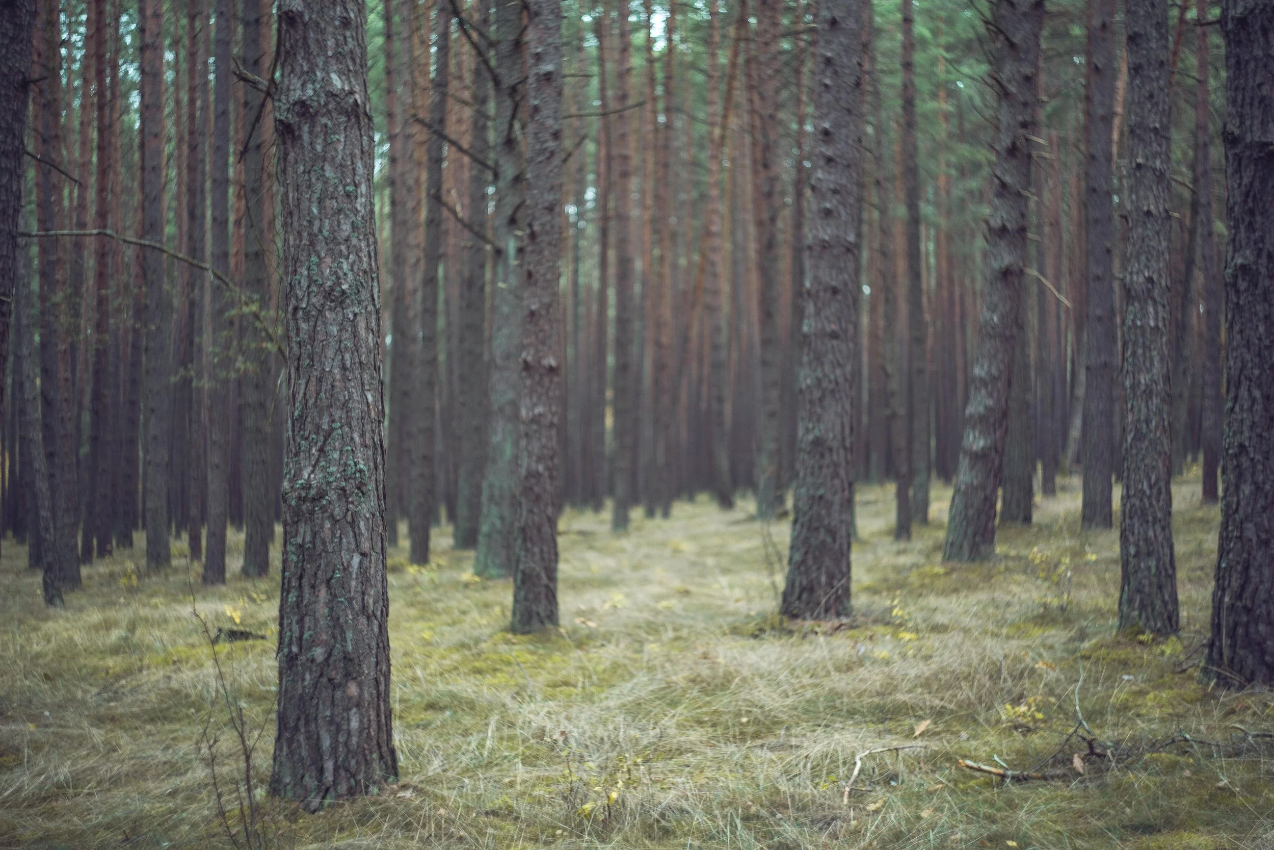 Ein Wald mit vielen hohen Kiefern, grünem Boden und vereinzeltem Laub. Die Bäume sind dicht und stehen auf einer Wiese mit Moos und kleinen Pflanzen.
