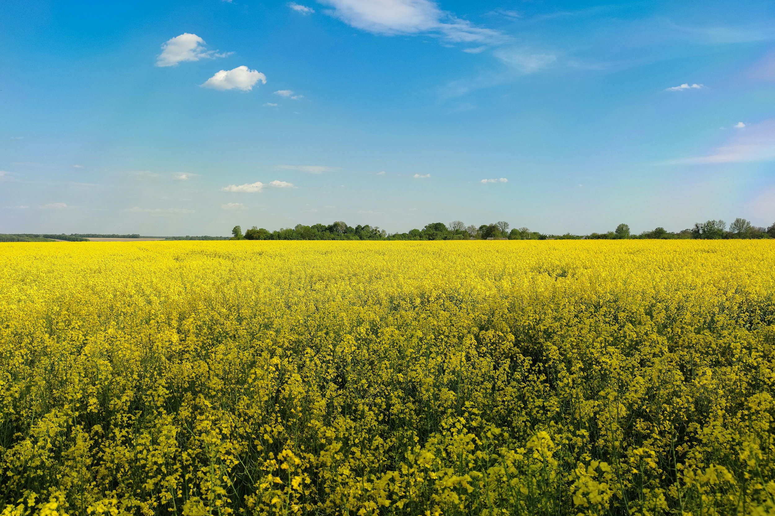Buntblühendes Feld mit gelben Pflanzen unter blauem Himmel mit weißen Wolken