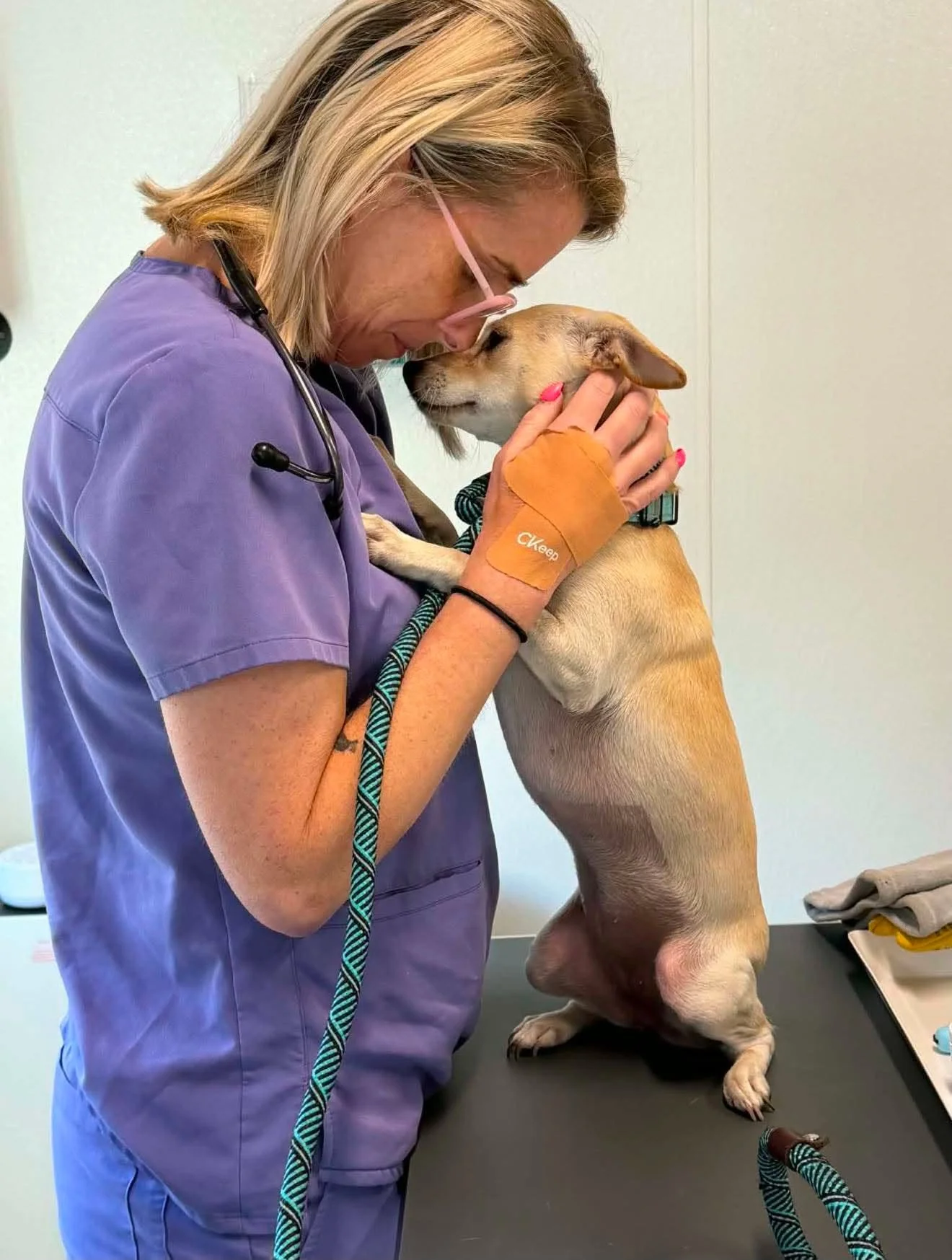 A veterinarian with blonde hair, glasses, and purple scrubs is gently holding a tan dog with white markings and a black collar, who is seated on an examination table. The veterinarian's hands, with orange gloves, are cradling the dog's head as they t