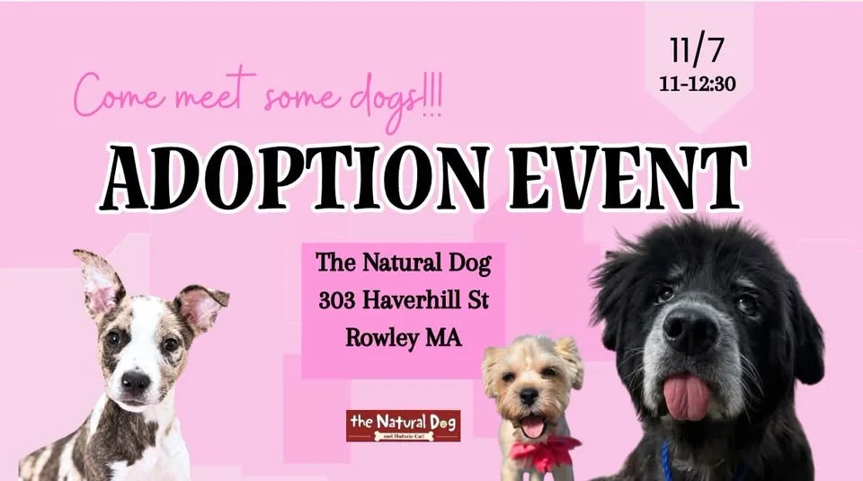 Adoption Event at The Natural DOG