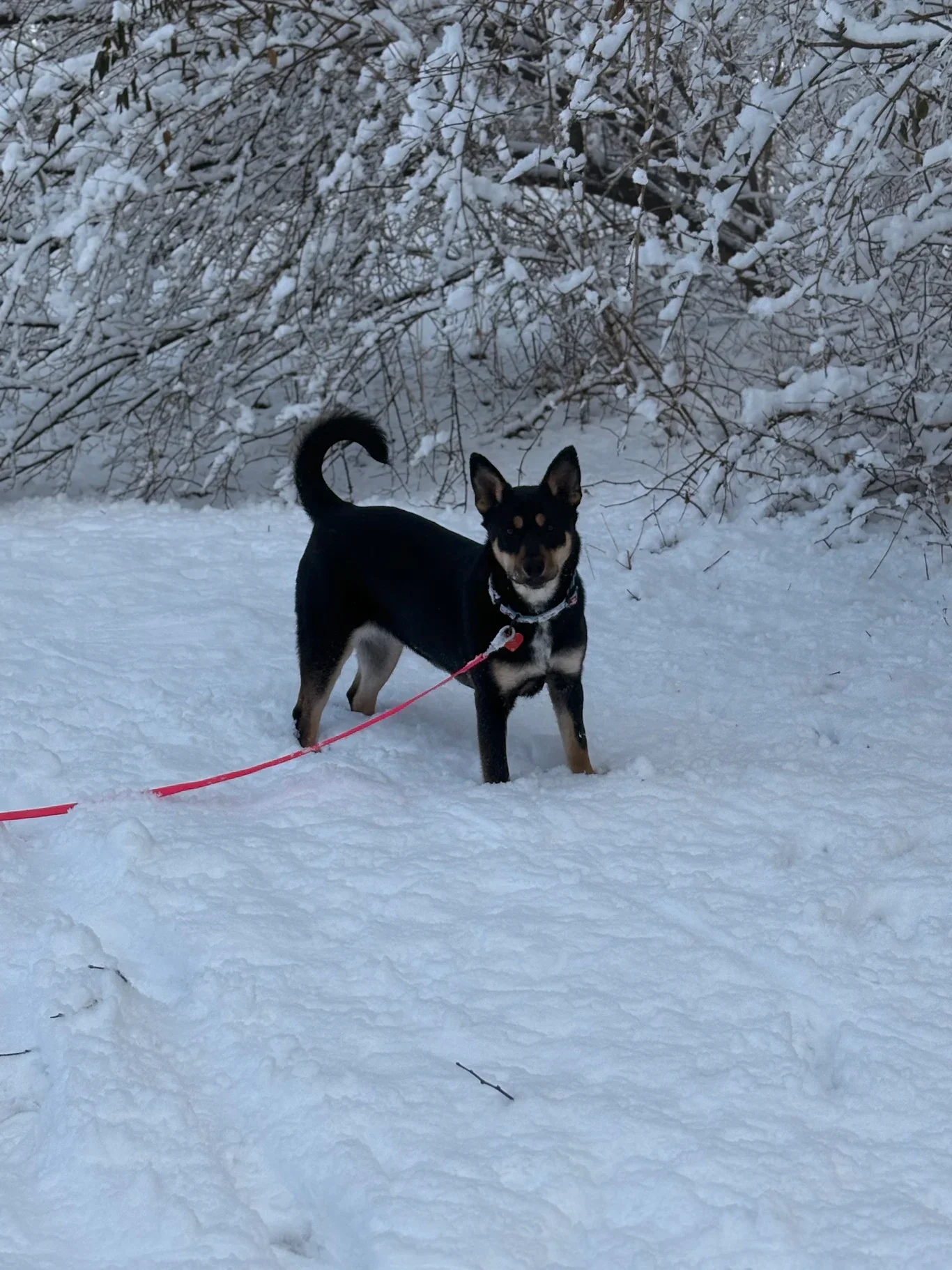 dog playing in snow