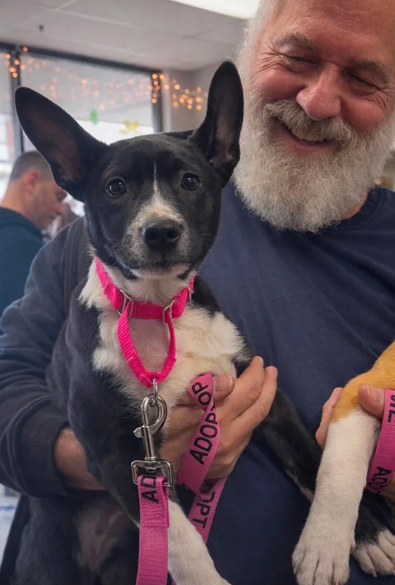 A smiling man holding a small black and white dog with a pink collar and pink leash, in an indoor setting with string lights in the background.