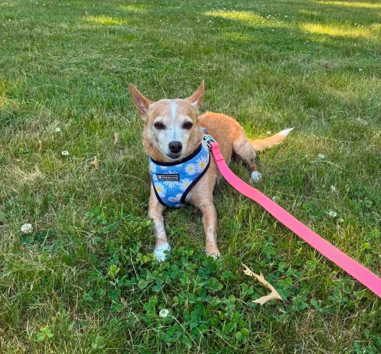 Small dog lying on grass wearing a blue floral harness with a pink leash attached, in a park setting with green grass and trees.