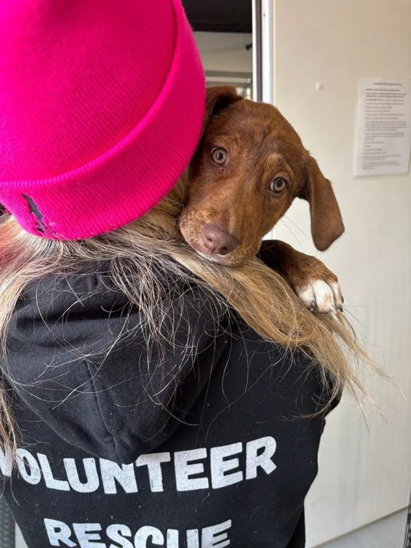 dog being hugged by volunteer with pink hat