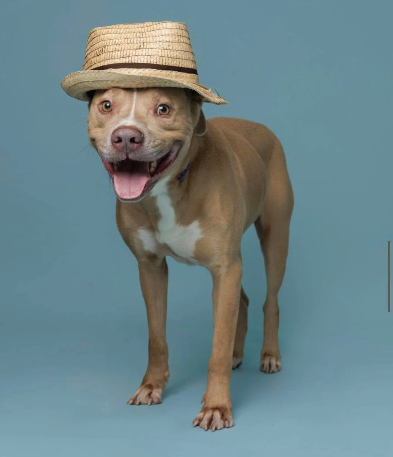 A happy brown dog wearing a straw hat on a plain blue background.
